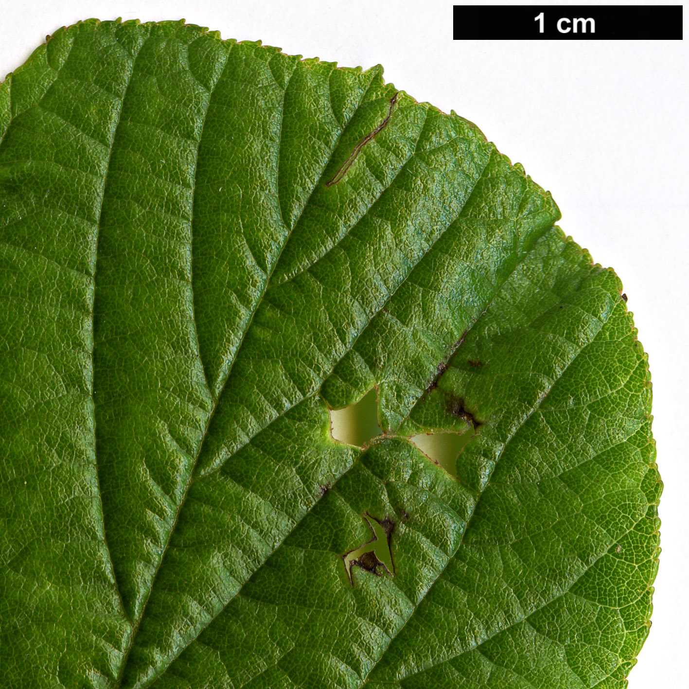 High resolution image: Family: Betulaceae - Genus: Alnus - Taxon: serrulatoides