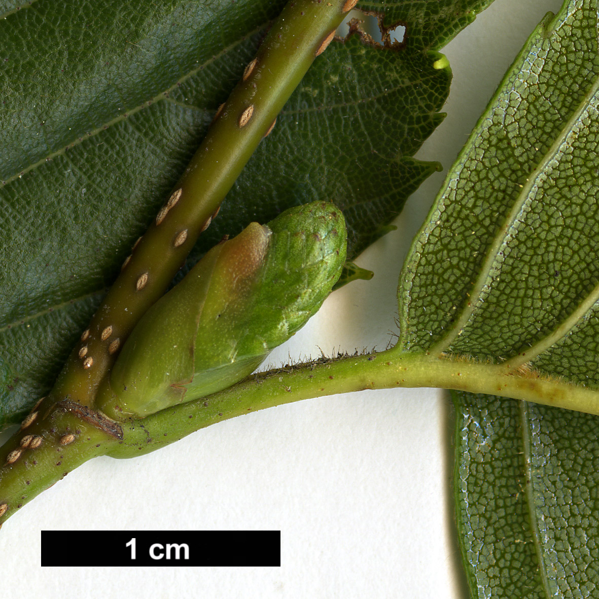 High resolution image: Family: Betulaceae - Genus: Alnus - Taxon: sieboldiana