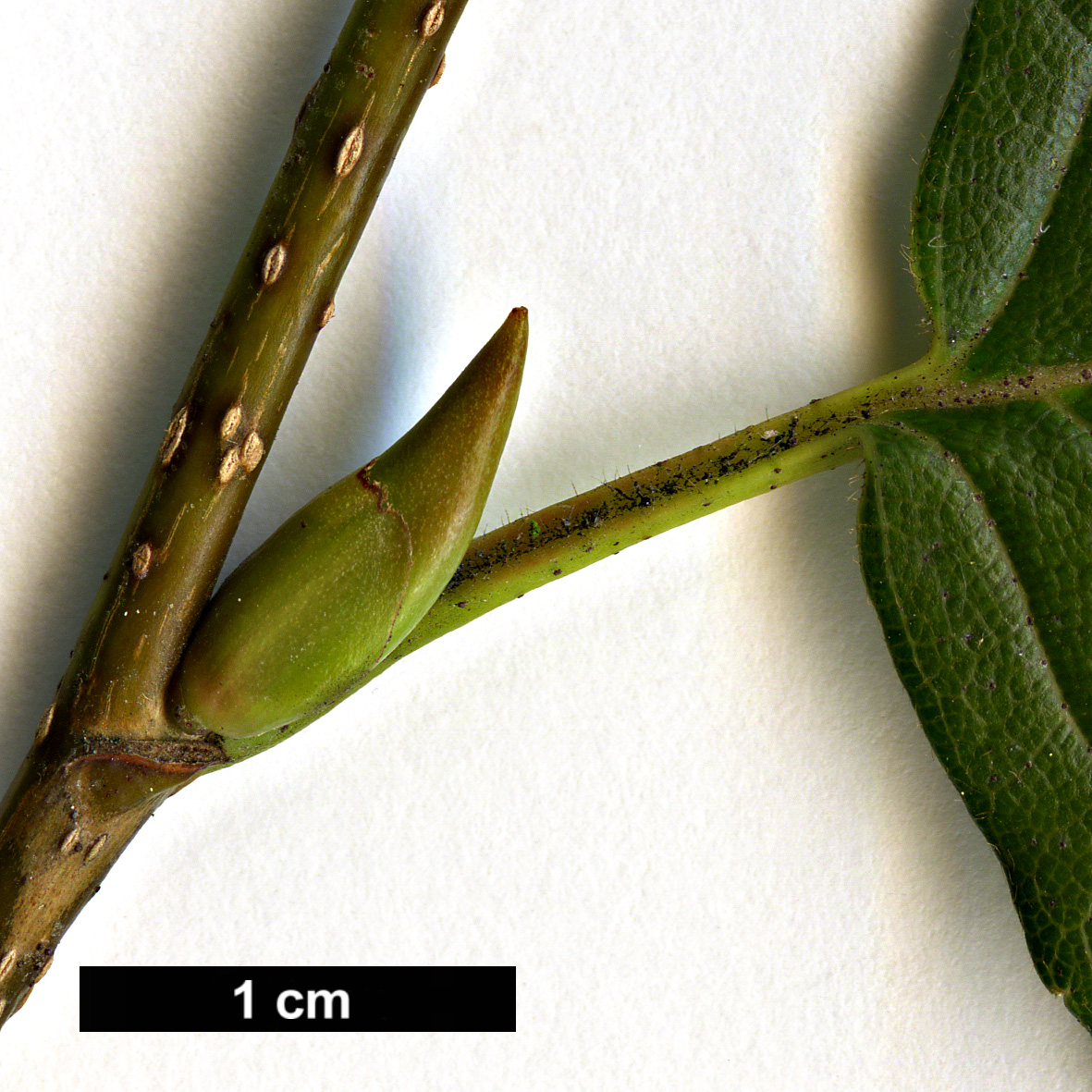 High resolution image: Family: Betulaceae - Genus: Alnus - Taxon: sieboldiana