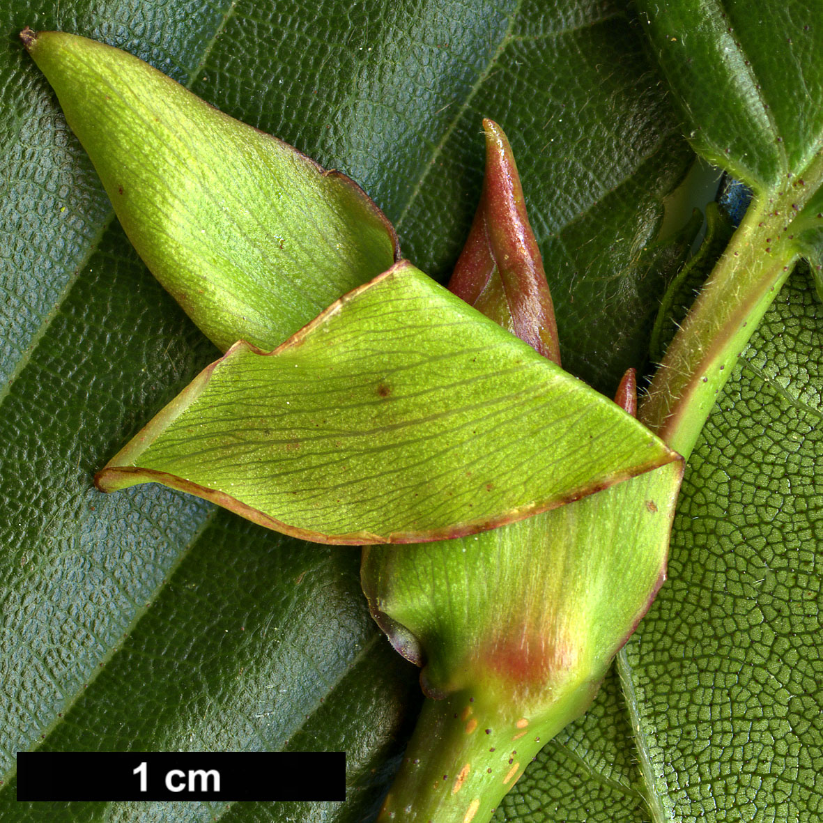 High resolution image: Family: Betulaceae - Genus: Alnus - Taxon: sieboldiana