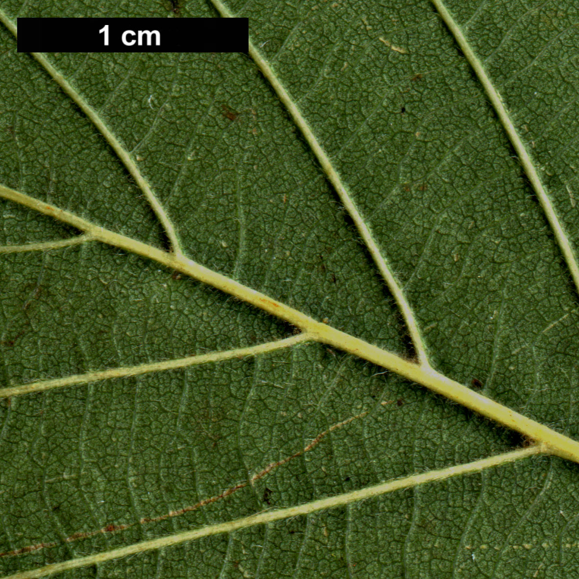 High resolution image: Family: Betulaceae - Genus: Alnus - Taxon: ×hybrida (A.glutinosa × A.incana)