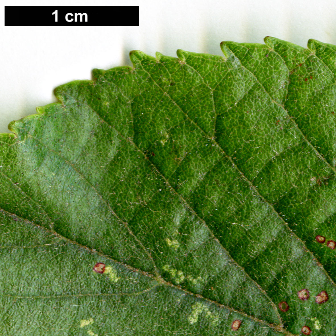 High resolution image: Family: Betulaceae - Genus: Alnus - Taxon: ×mayrii (A.hirsuta × A.japonica)