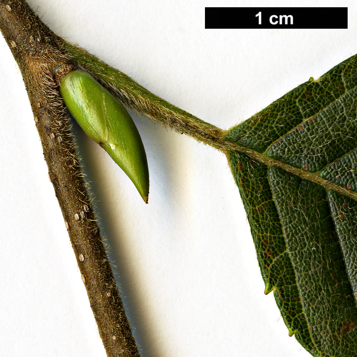 High resolution image: Family: Betulaceae - Genus: Alnus - Taxon: ×peculiaris (A.firma × A.pendula)