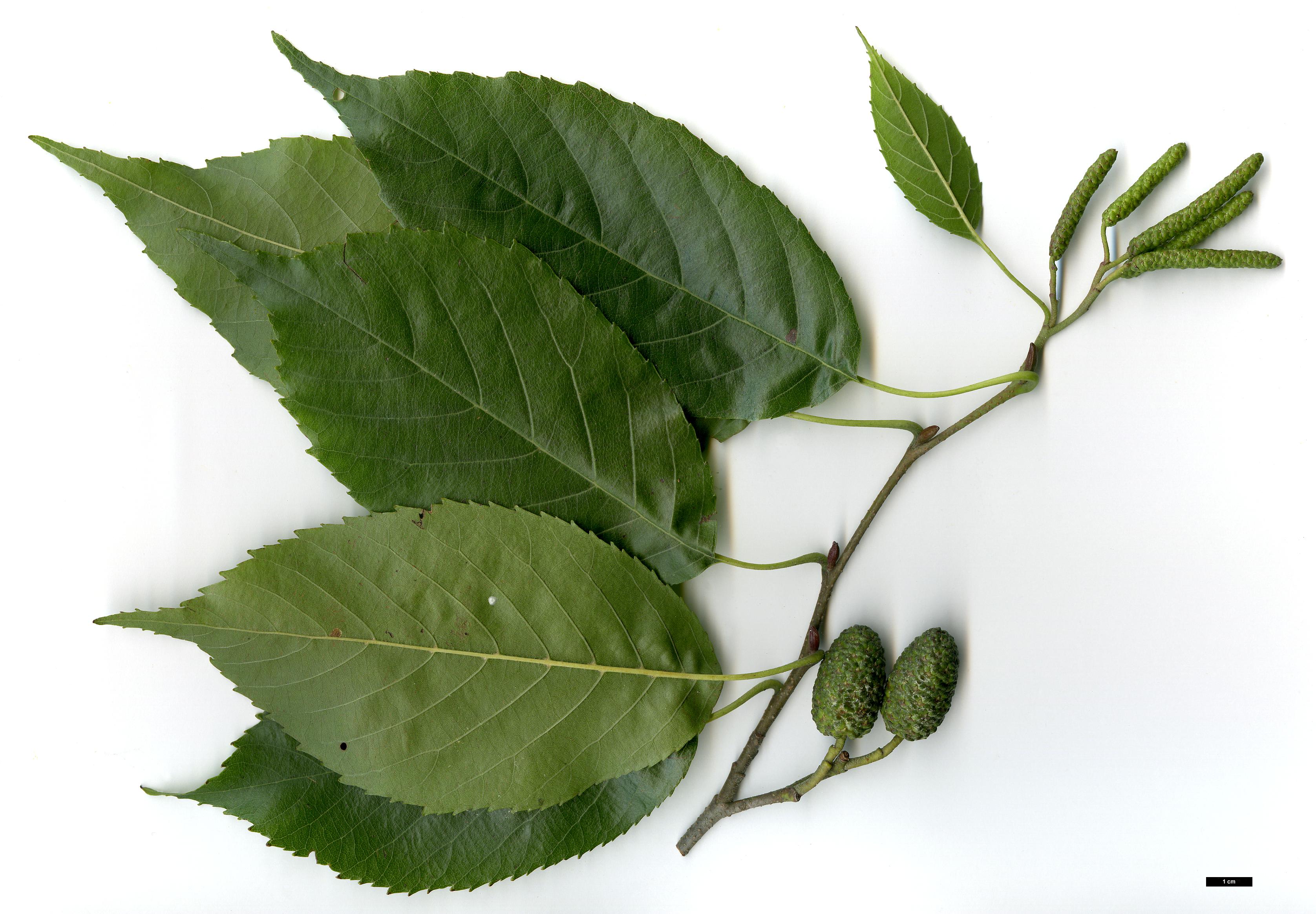 High resolution image: Family: Betulaceae - Genus: Alnus - Taxon: ×spaethii (A.japonica × A.subcordata)