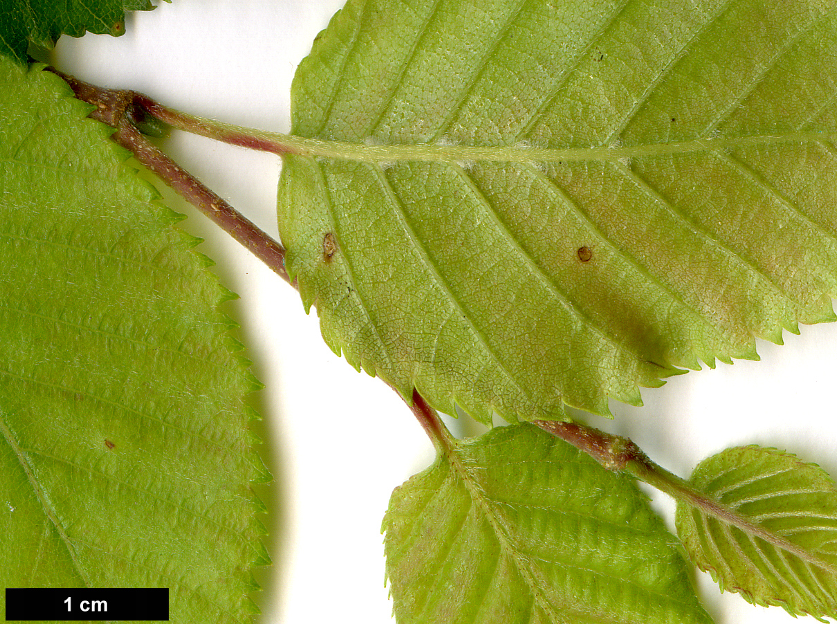 High resolution image: Family: Betulaceae - Genus: Betula - Taxon: 'Fascination'