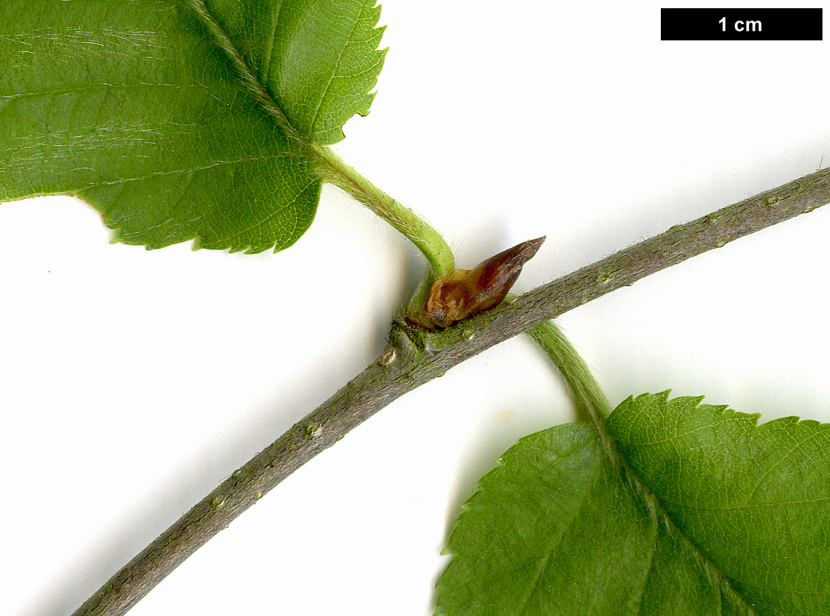 High resolution image: Family: Betulaceae - Genus: Betula - Taxon: alleghaniensis