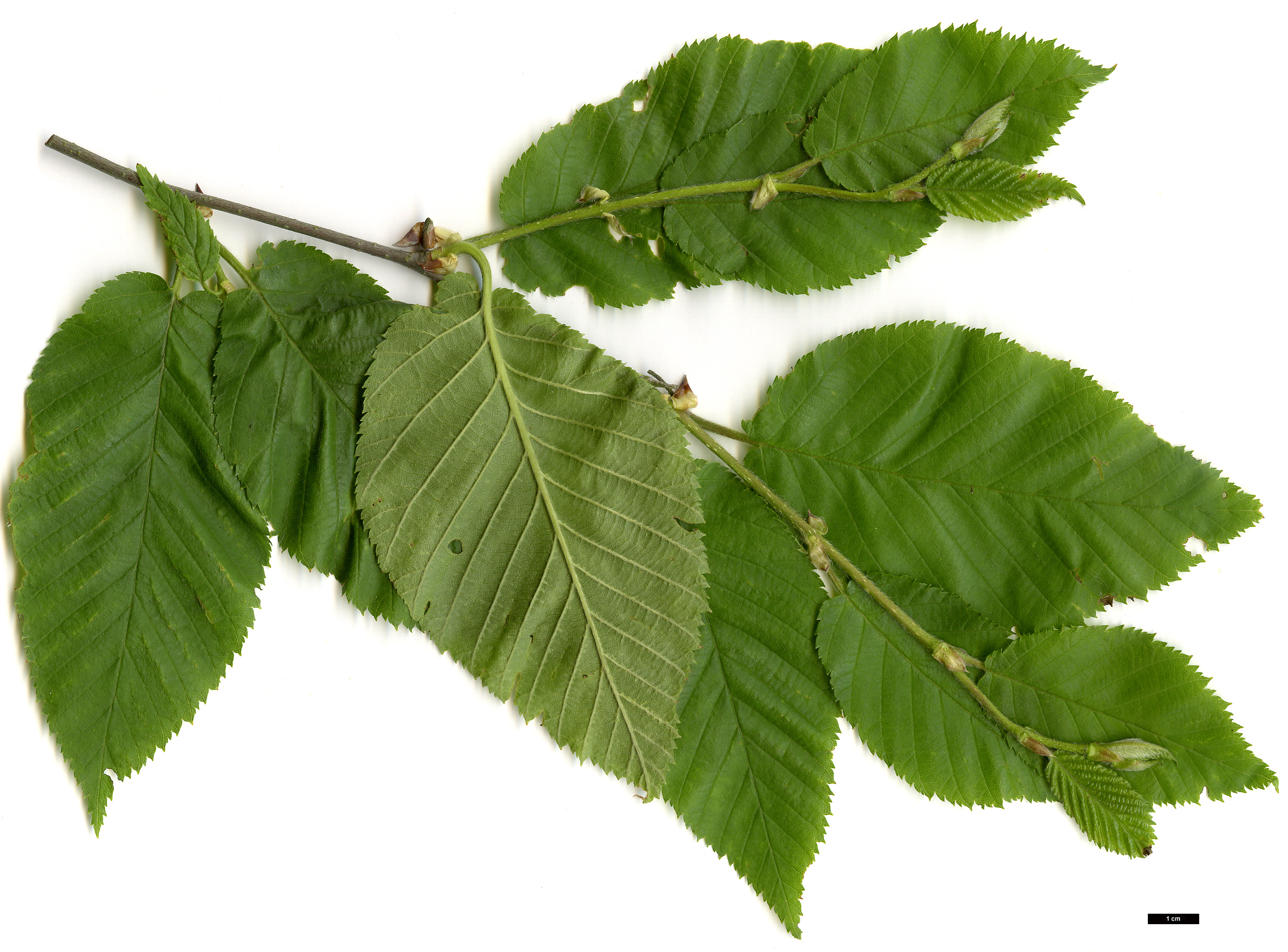 High resolution image: Family: Betulaceae - Genus: Betula - Taxon: alleghaniensis