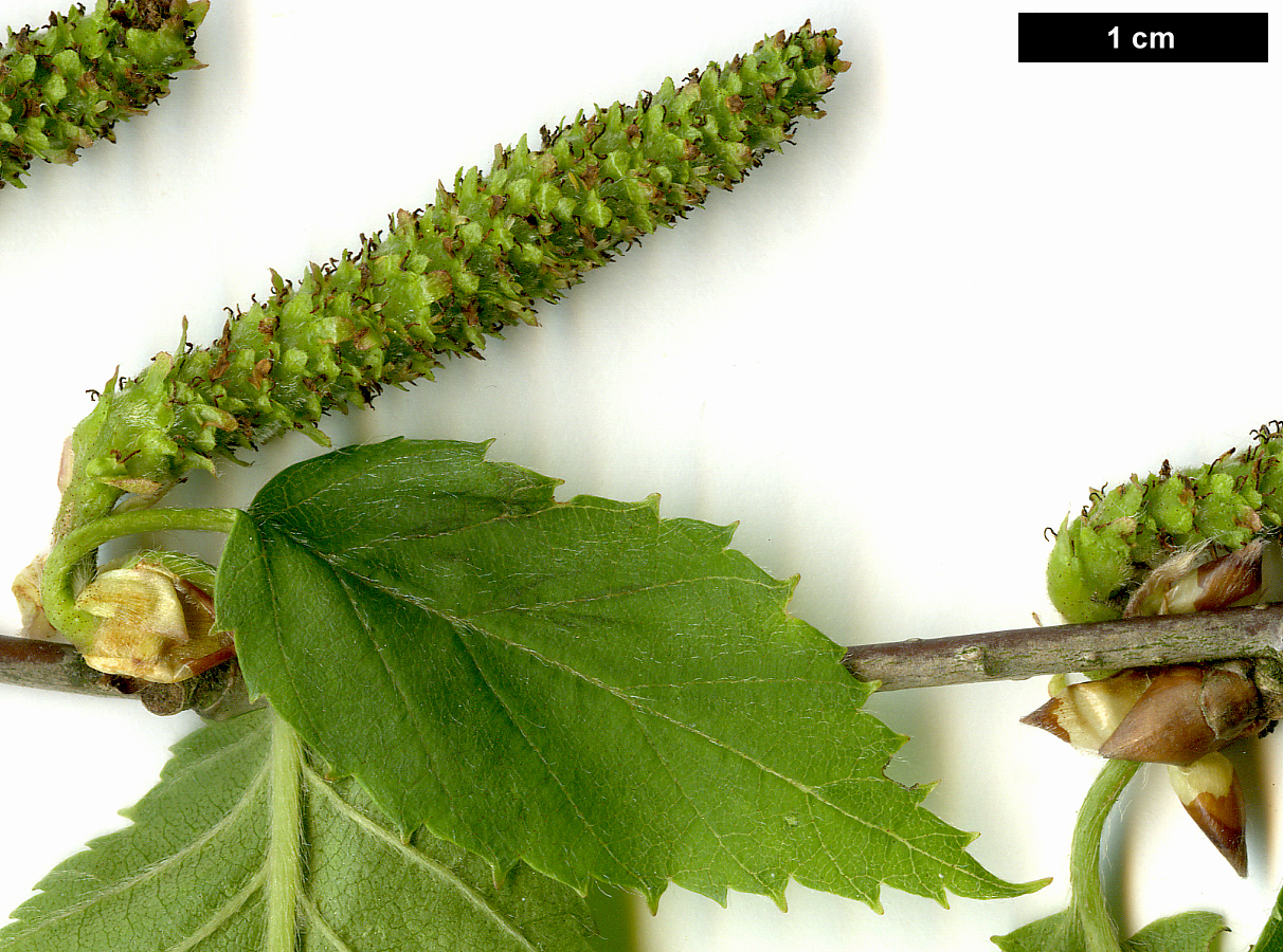 High resolution image: Family: Betulaceae - Genus: Betula - Taxon: alleghaniensis