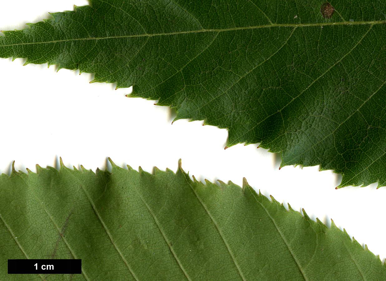 High resolution image: Family: Betulaceae - Genus: Betula - Taxon: alnoides