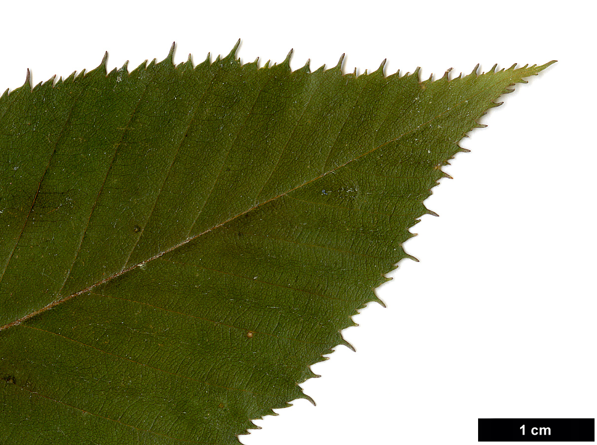 High resolution image: Family: Betulaceae - Genus: Betula - Taxon: alnoides