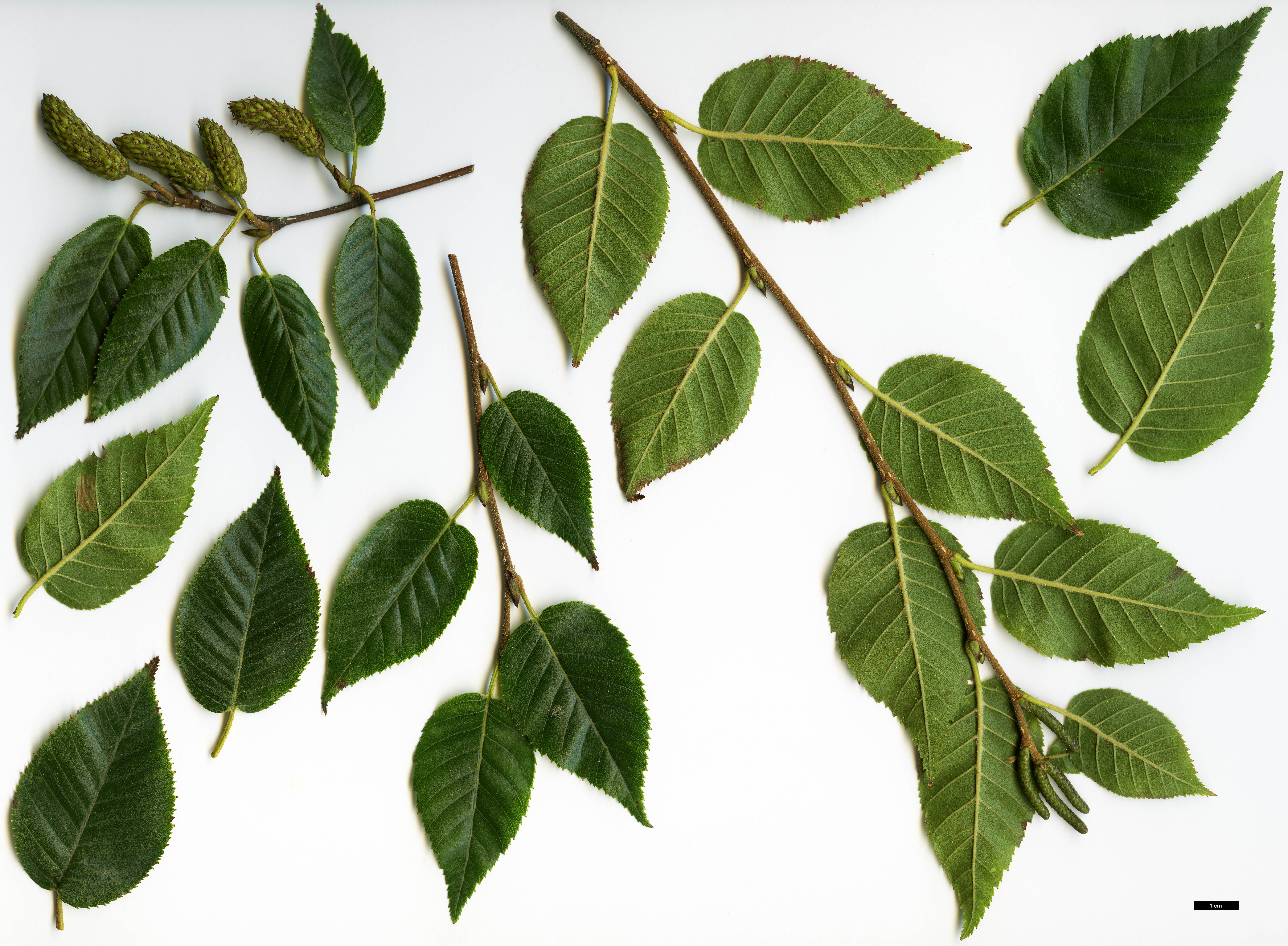 High resolution image: Family: Betulaceae - Genus: Betula - Taxon: ashburneri