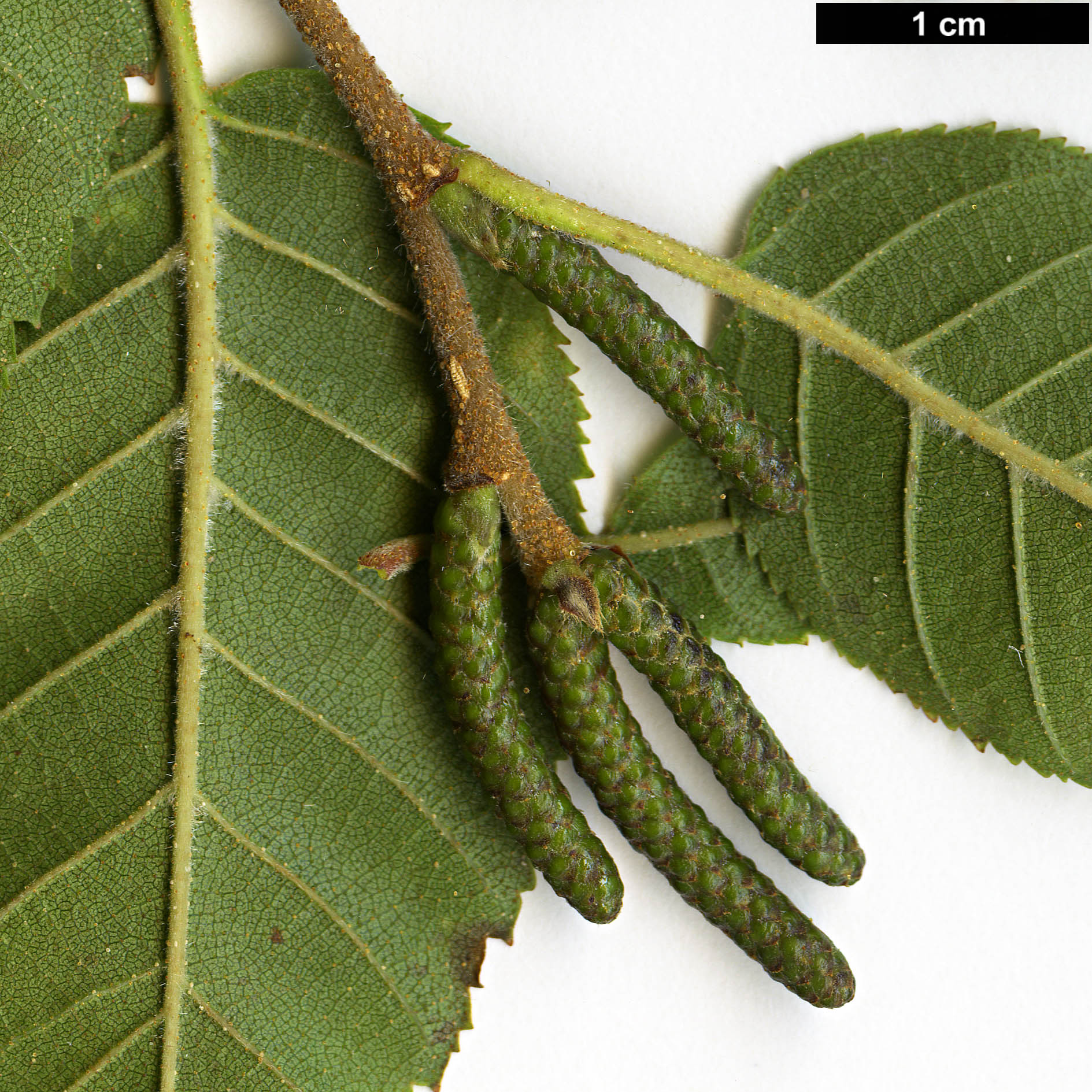 High resolution image: Family: Betulaceae - Genus: Betula - Taxon: ashburneri