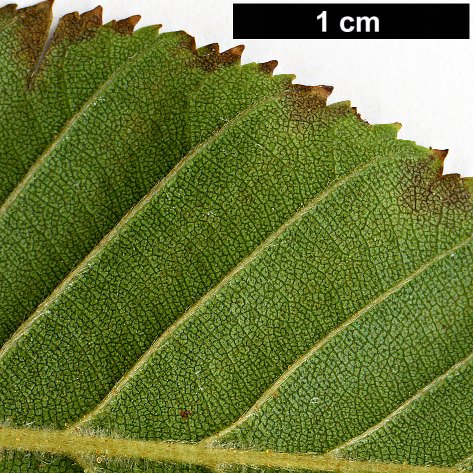 High resolution image: Family: Betulaceae - Genus: Betula - Taxon: ashburneri