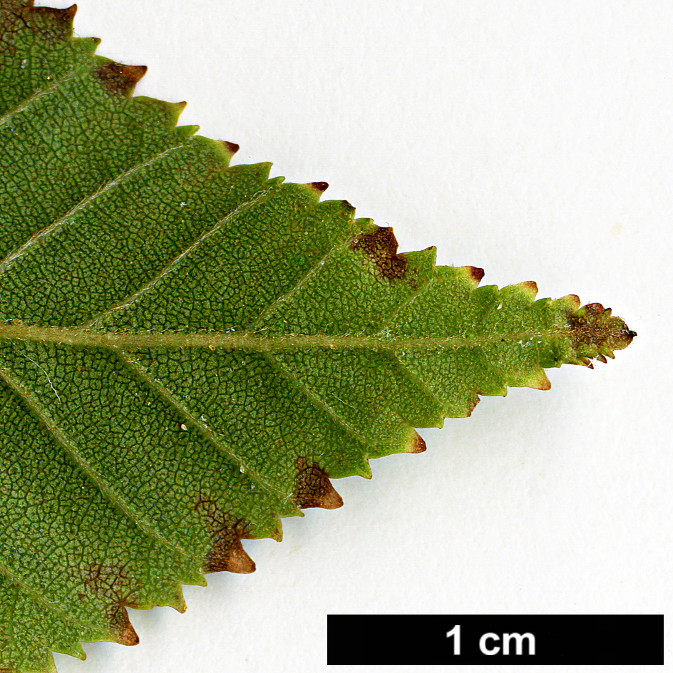 High resolution image: Family: Betulaceae - Genus: Betula - Taxon: ashburneri