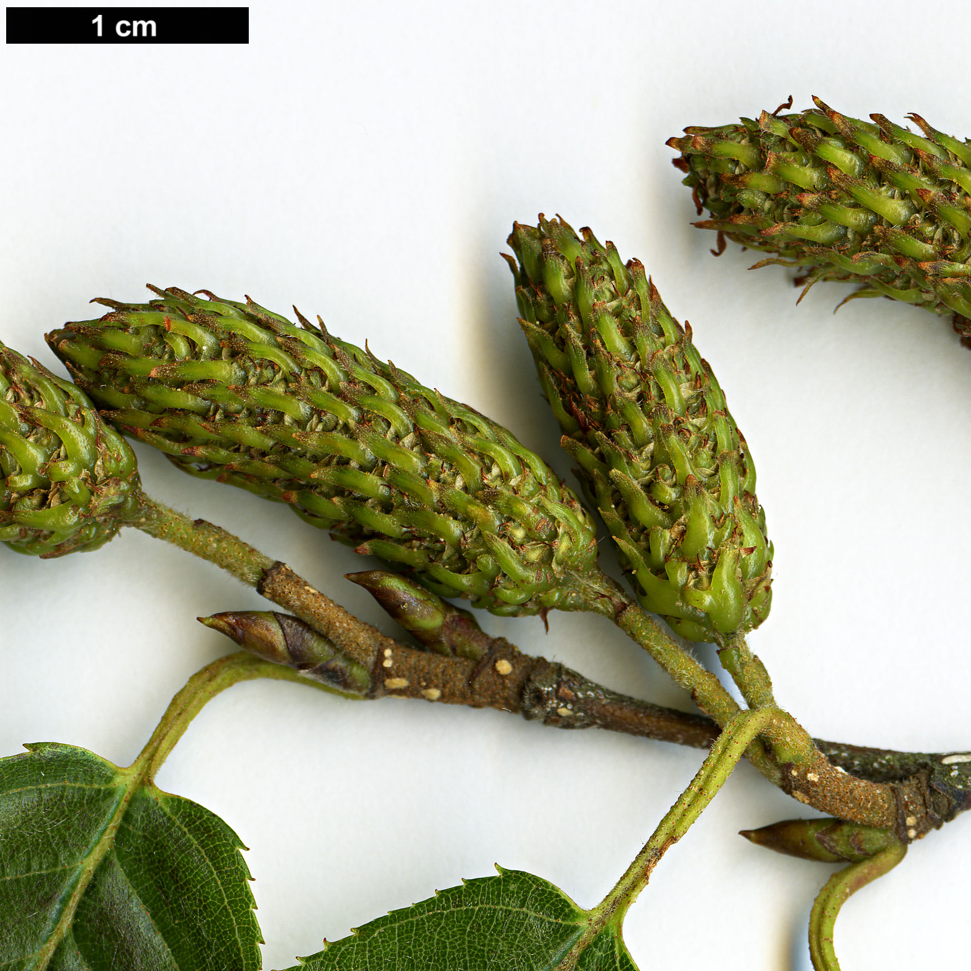 High resolution image: Family: Betulaceae - Genus: Betula - Taxon: ashburneri