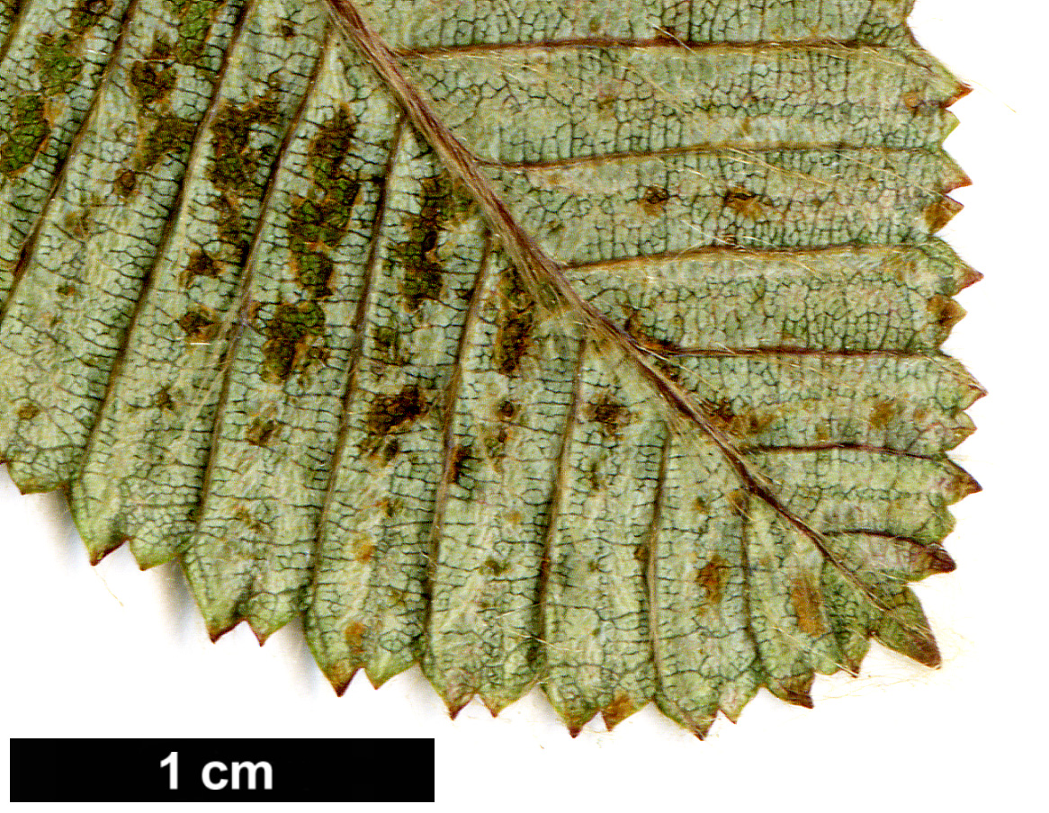 High resolution image: Family: Betulaceae - Genus: Betula - Taxon: bomiensis