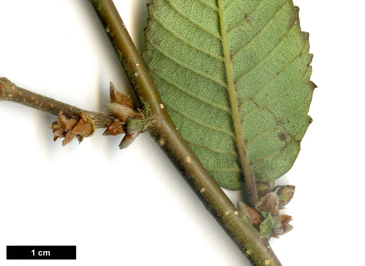 High resolution image: Family: Betulaceae - Genus: Betula - Taxon: bomiensis