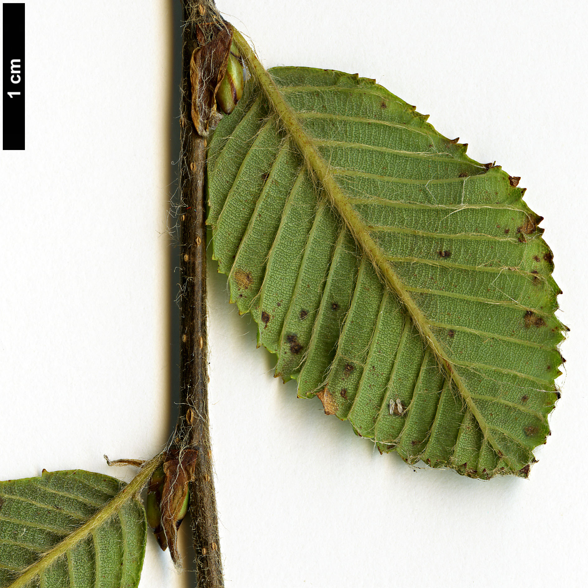 High resolution image: Family: Betulaceae - Genus: Betula - Taxon: bomiensis