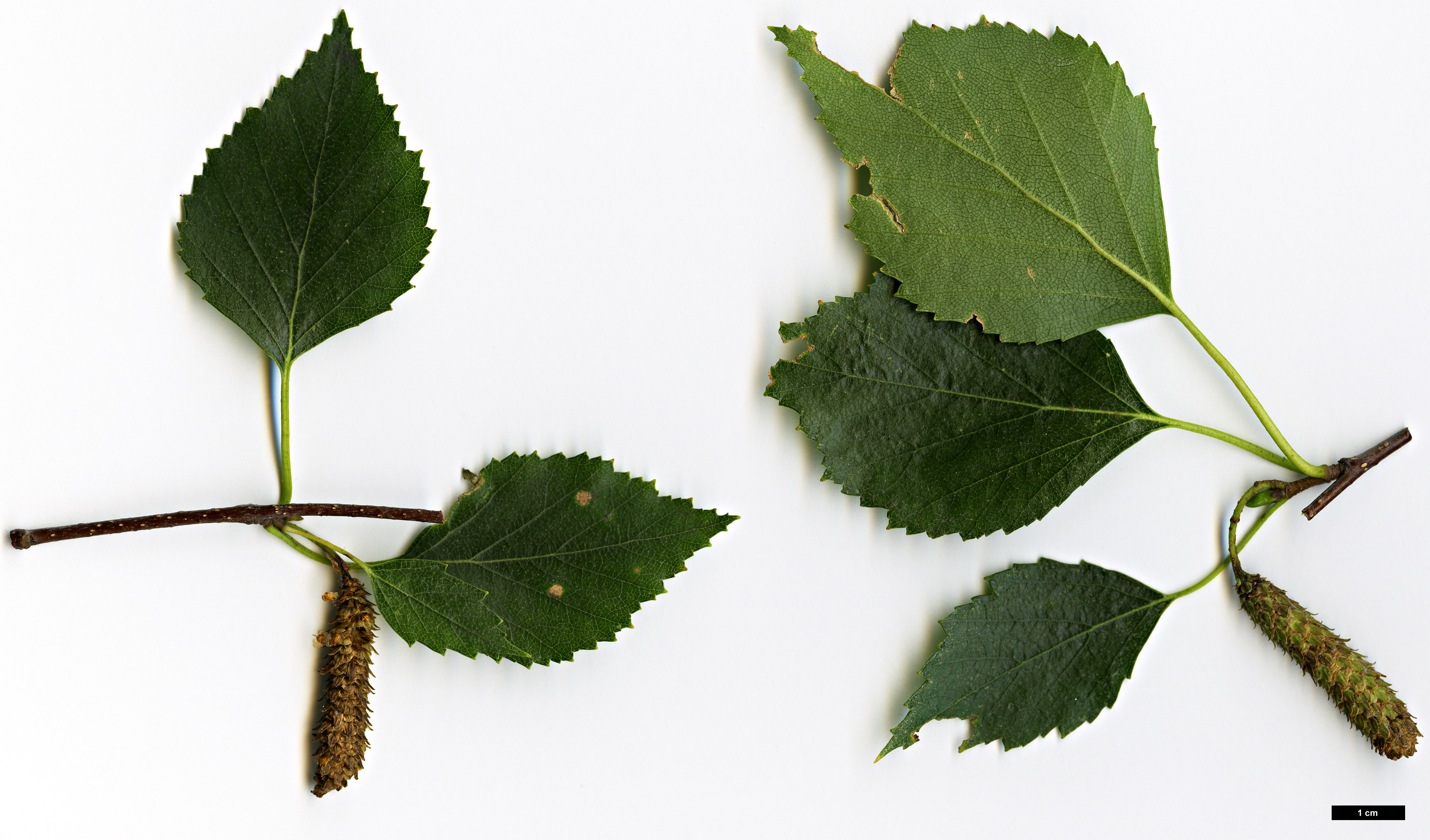 High resolution image: Family: Betulaceae - Genus: Betula - Taxon: celtiberica