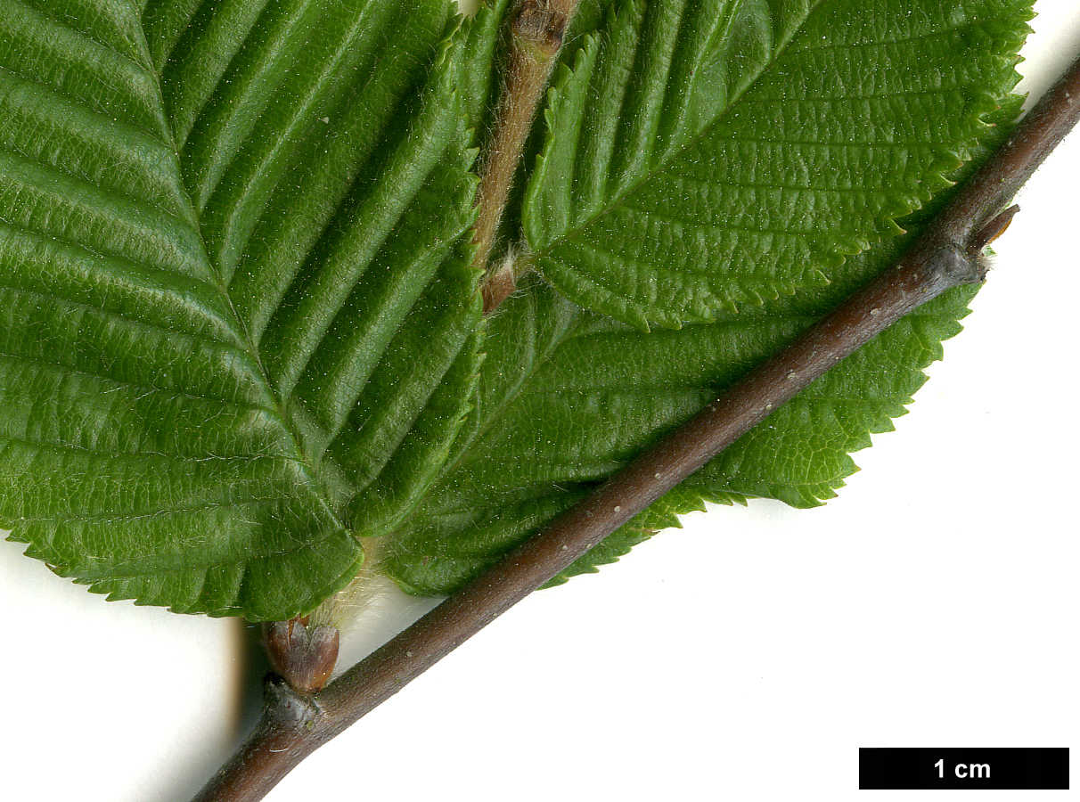 High resolution image: Family: Betulaceae - Genus: Betula - Taxon: chichibuensis