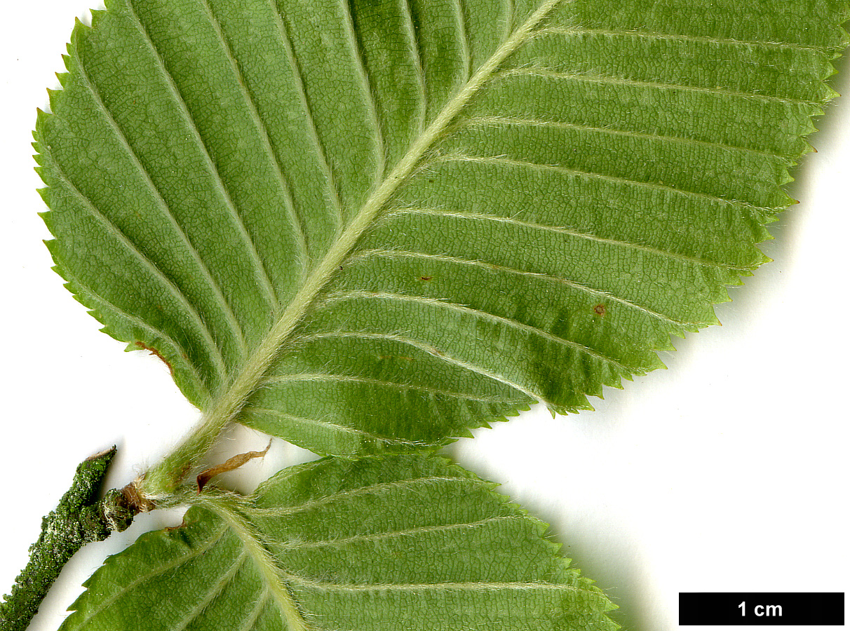 High resolution image: Family: Betulaceae - Genus: Betula - Taxon: chichibuensis