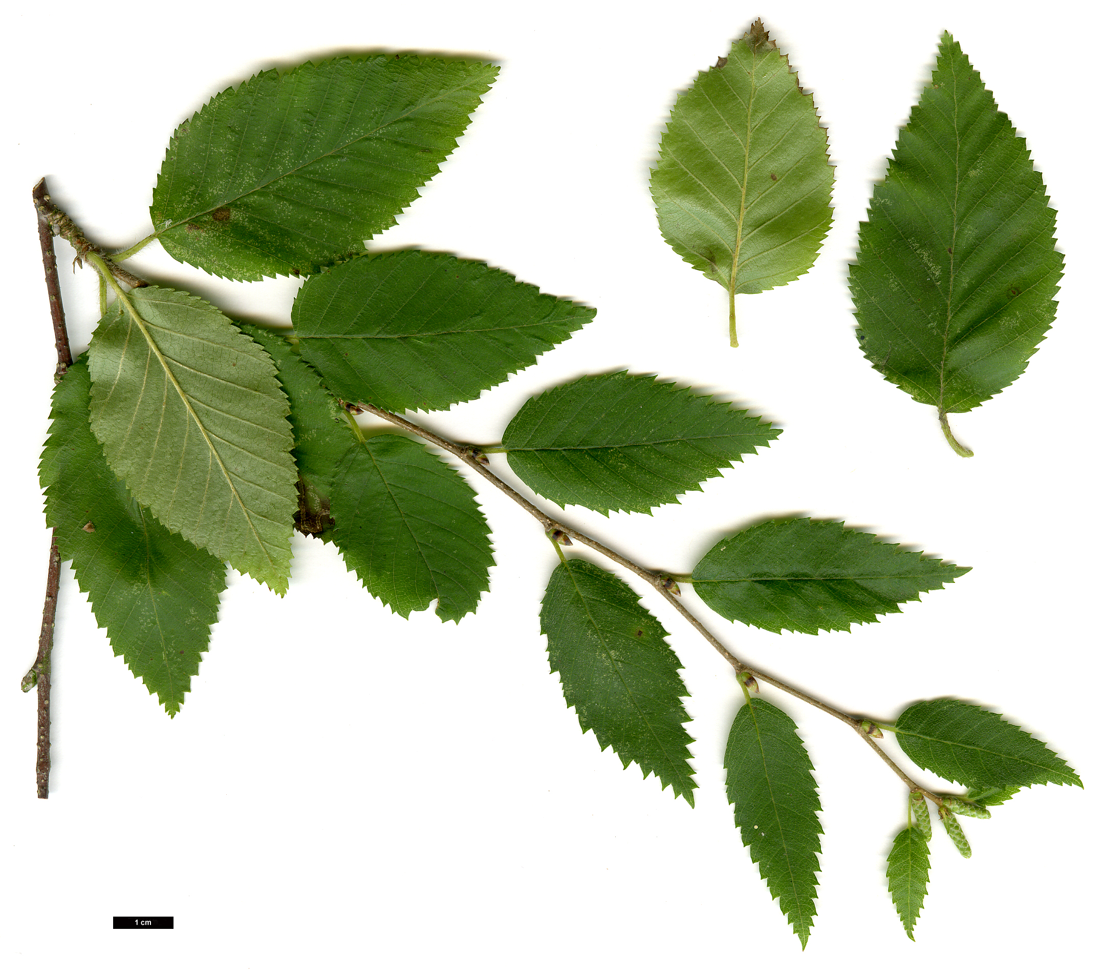 High resolution image: Family: Betulaceae - Genus: Betula - Taxon: chinensis