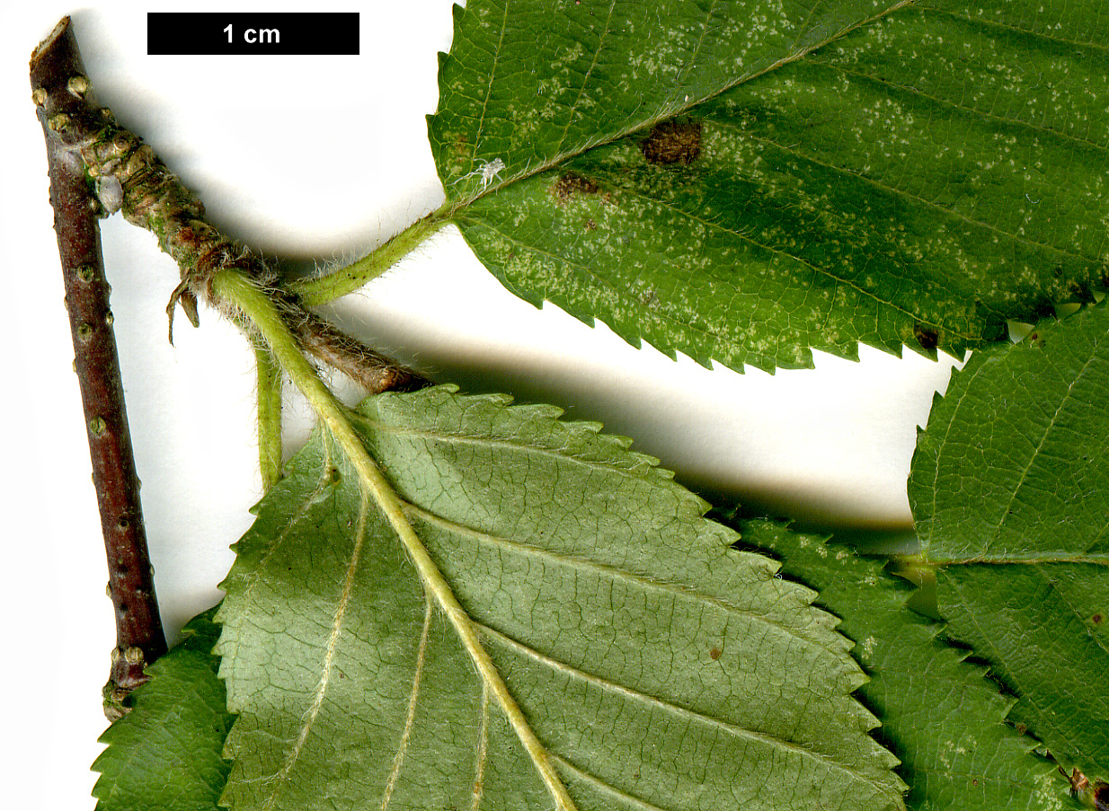 High resolution image: Family: Betulaceae - Genus: Betula - Taxon: chinensis