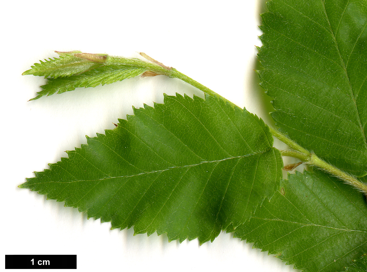 High resolution image: Family: Betulaceae - Genus: Betula - Taxon: chinensis