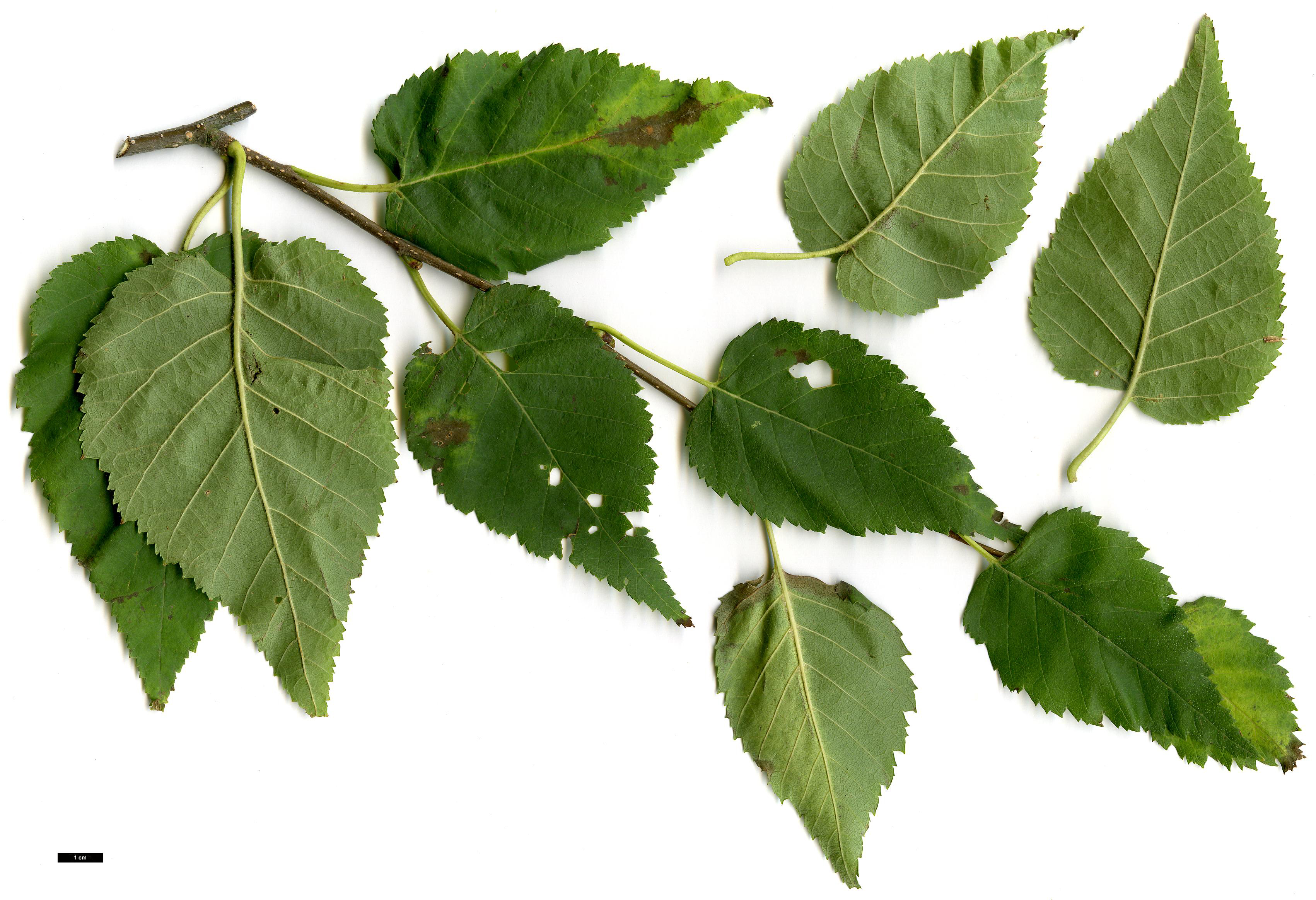 High resolution image: Family: Betulaceae - Genus: Betula - Taxon: cordifolia