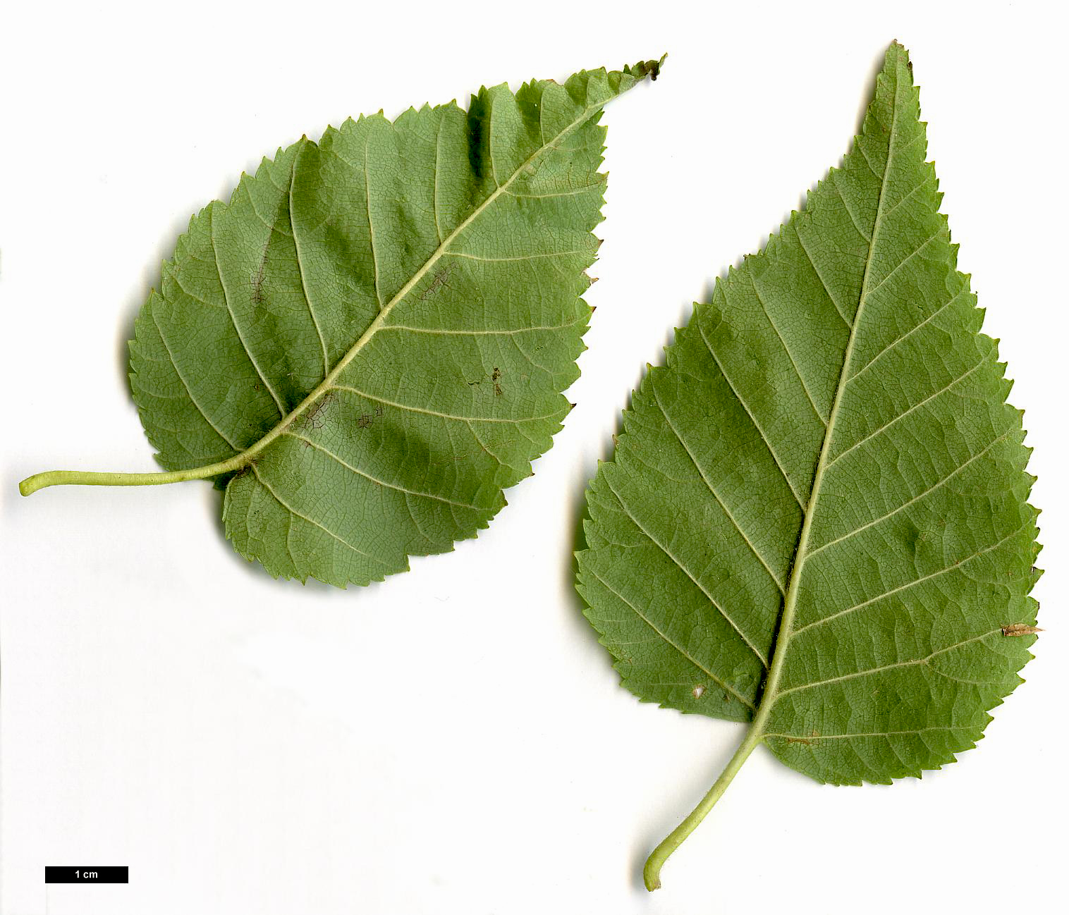 High resolution image: Family: Betulaceae - Genus: Betula - Taxon: cordifolia