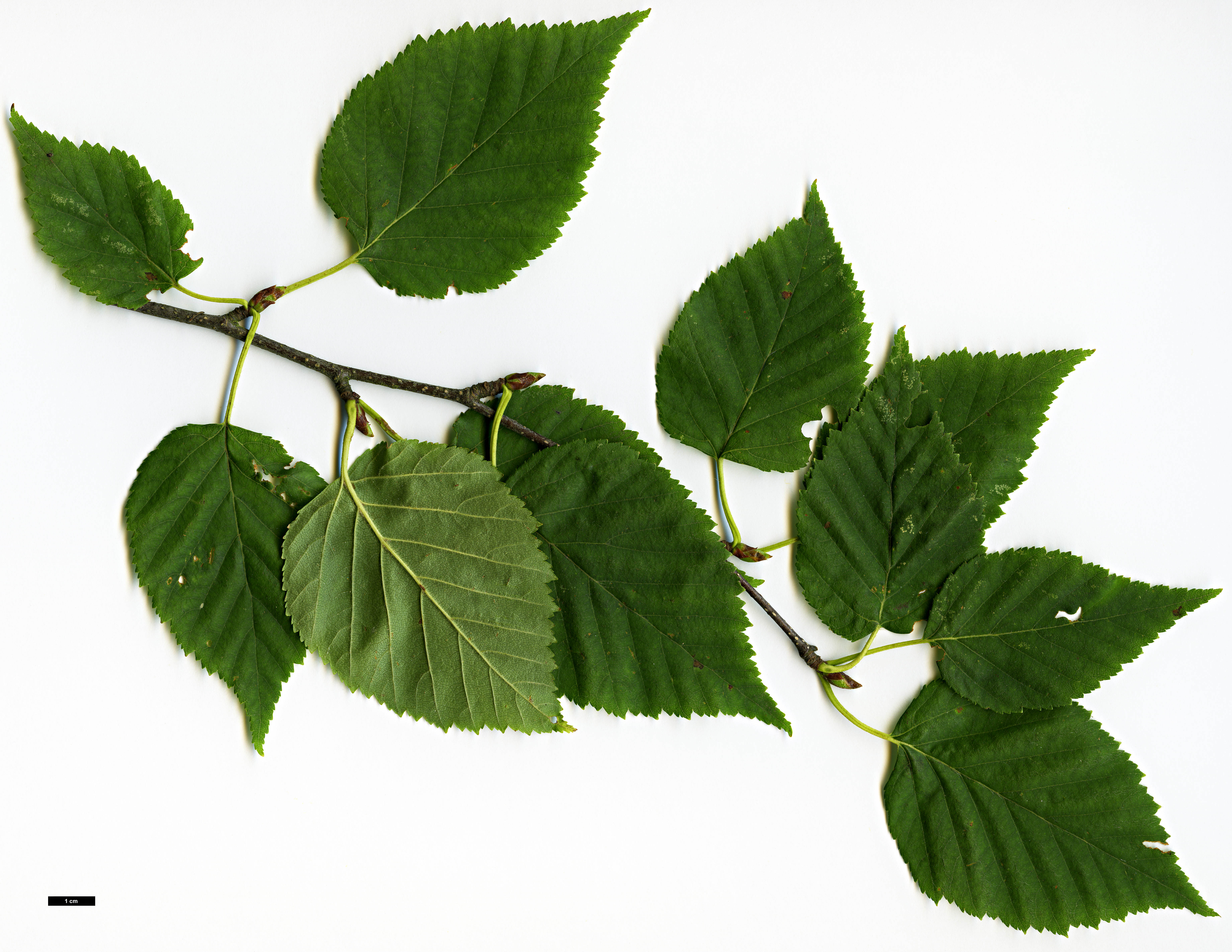 High resolution image: Family: Betulaceae - Genus: Betula - Taxon: cordifolia