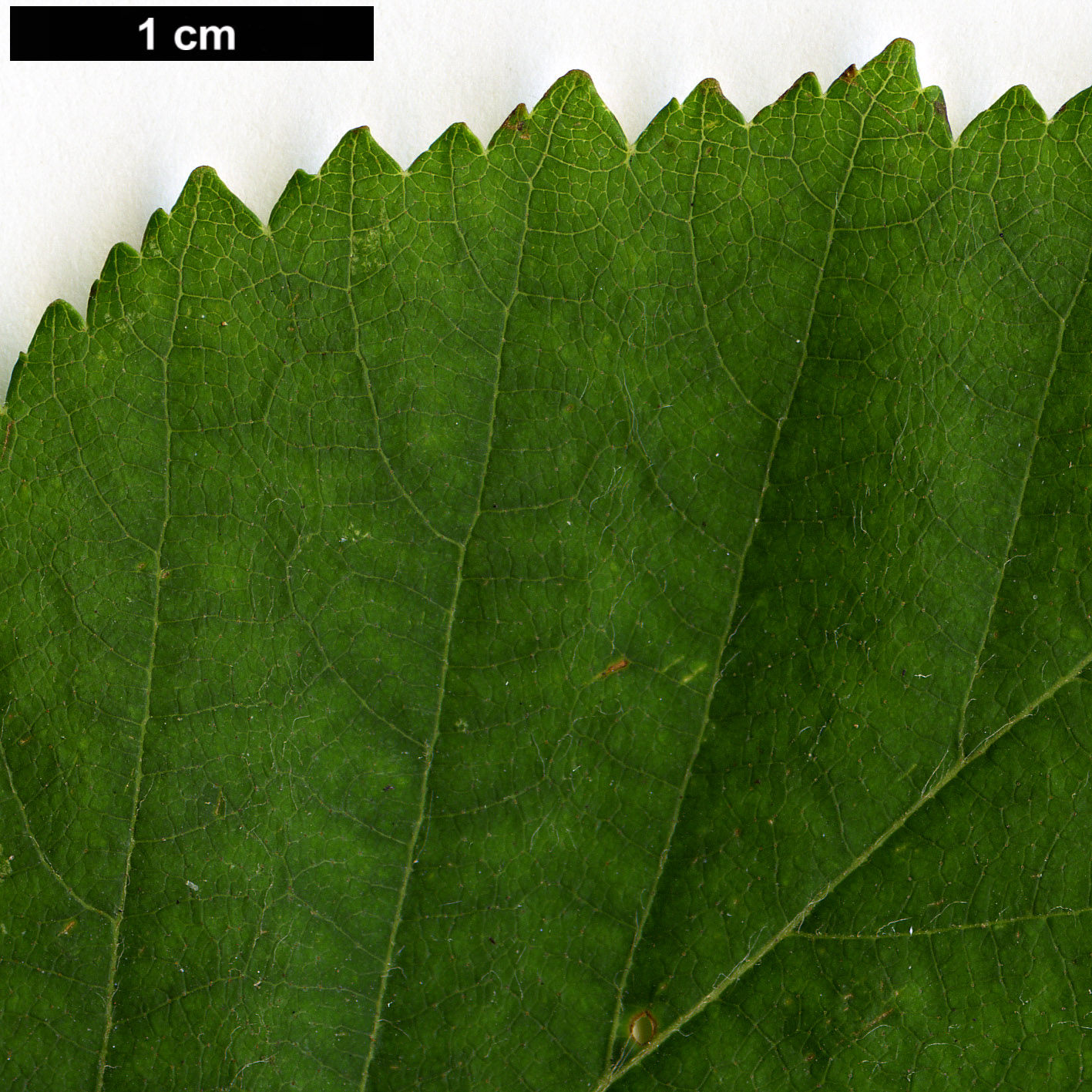 High resolution image: Family: Betulaceae - Genus: Betula - Taxon: cordifolia