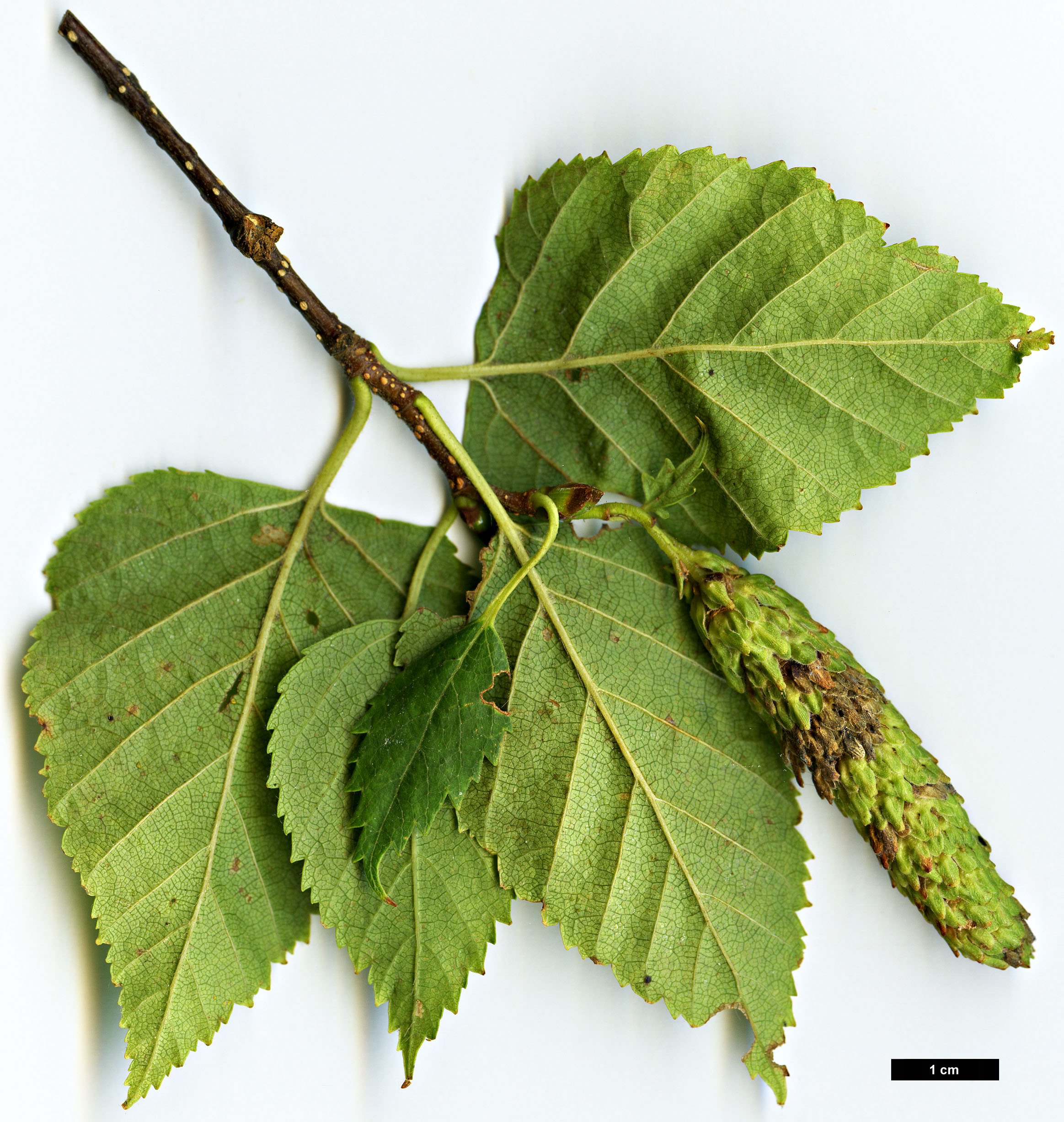 High resolution image: Family: Betulaceae - Genus: Betula - Taxon: cordifolia