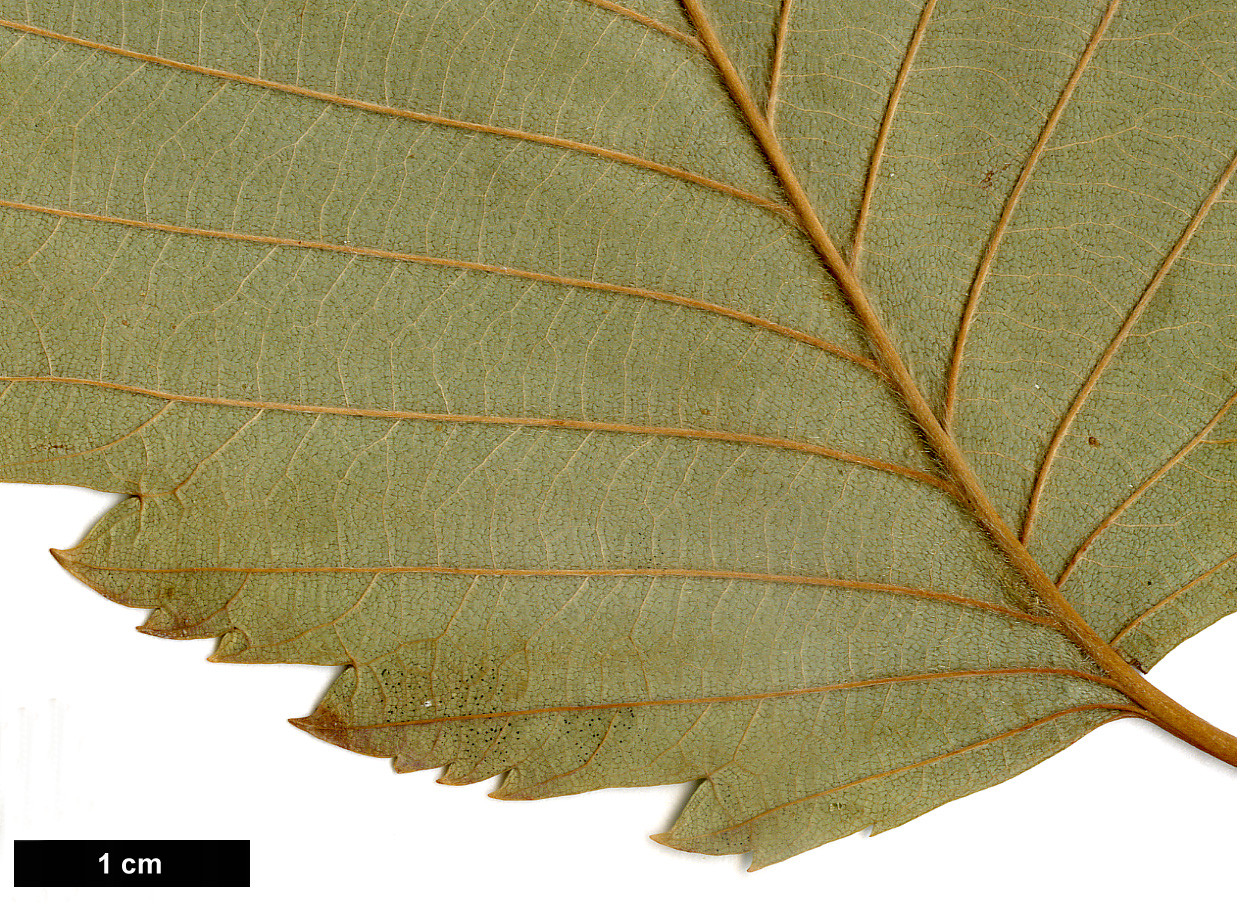 High resolution image: Family: Betulaceae - Genus: Betula - Taxon: corylifolia