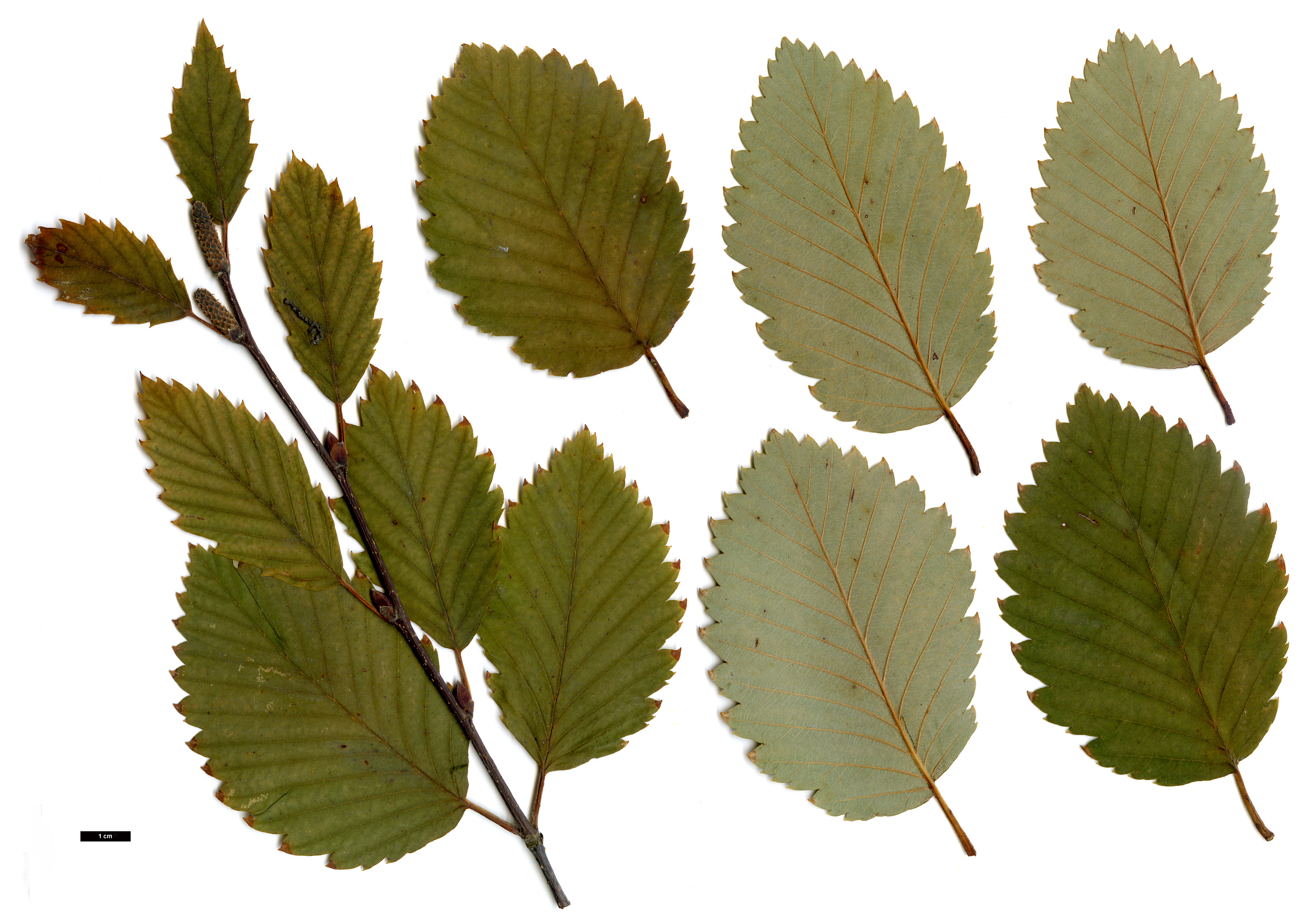 High resolution image: Family: Betulaceae - Genus: Betula - Taxon: corylifolia