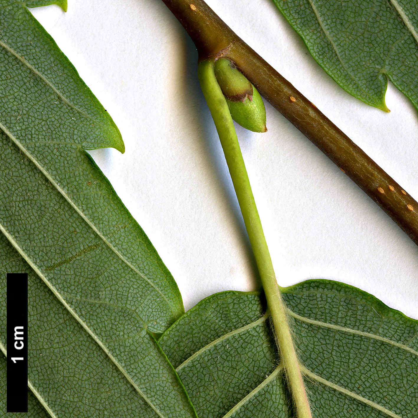 High resolution image: Family: Betulaceae - Genus: Betula - Taxon: corylifolia