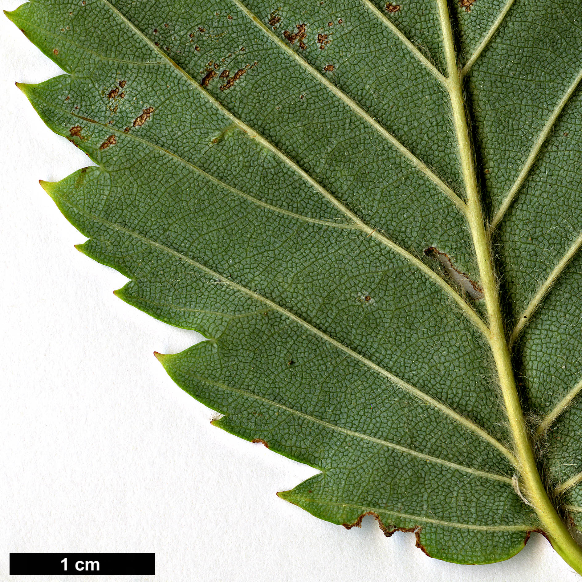 High resolution image: Family: Betulaceae - Genus: Betula - Taxon: corylifolia