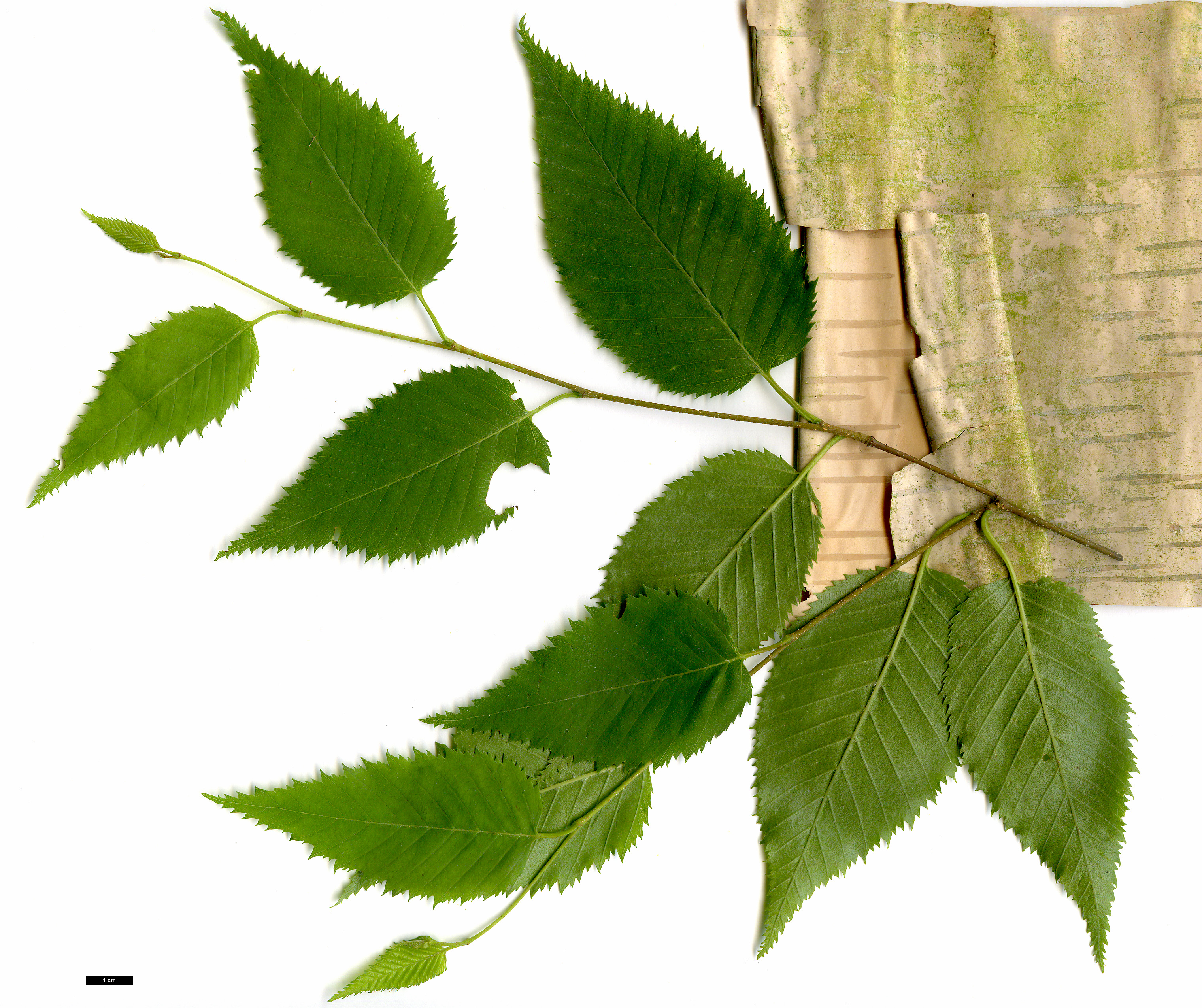 High resolution image: Family: Betulaceae - Genus: Betula - Taxon: costata