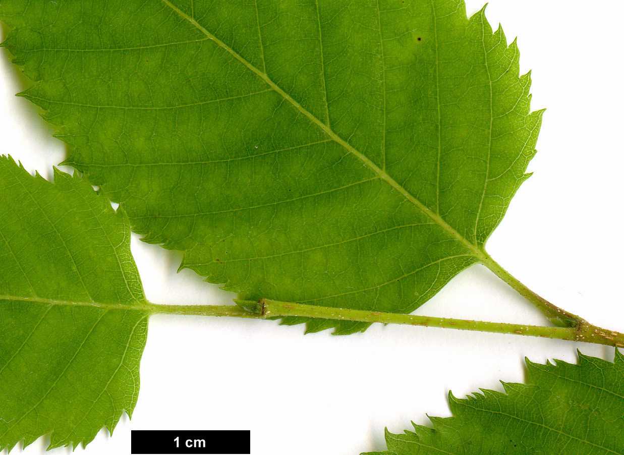 High resolution image: Family: Betulaceae - Genus: Betula - Taxon: costata