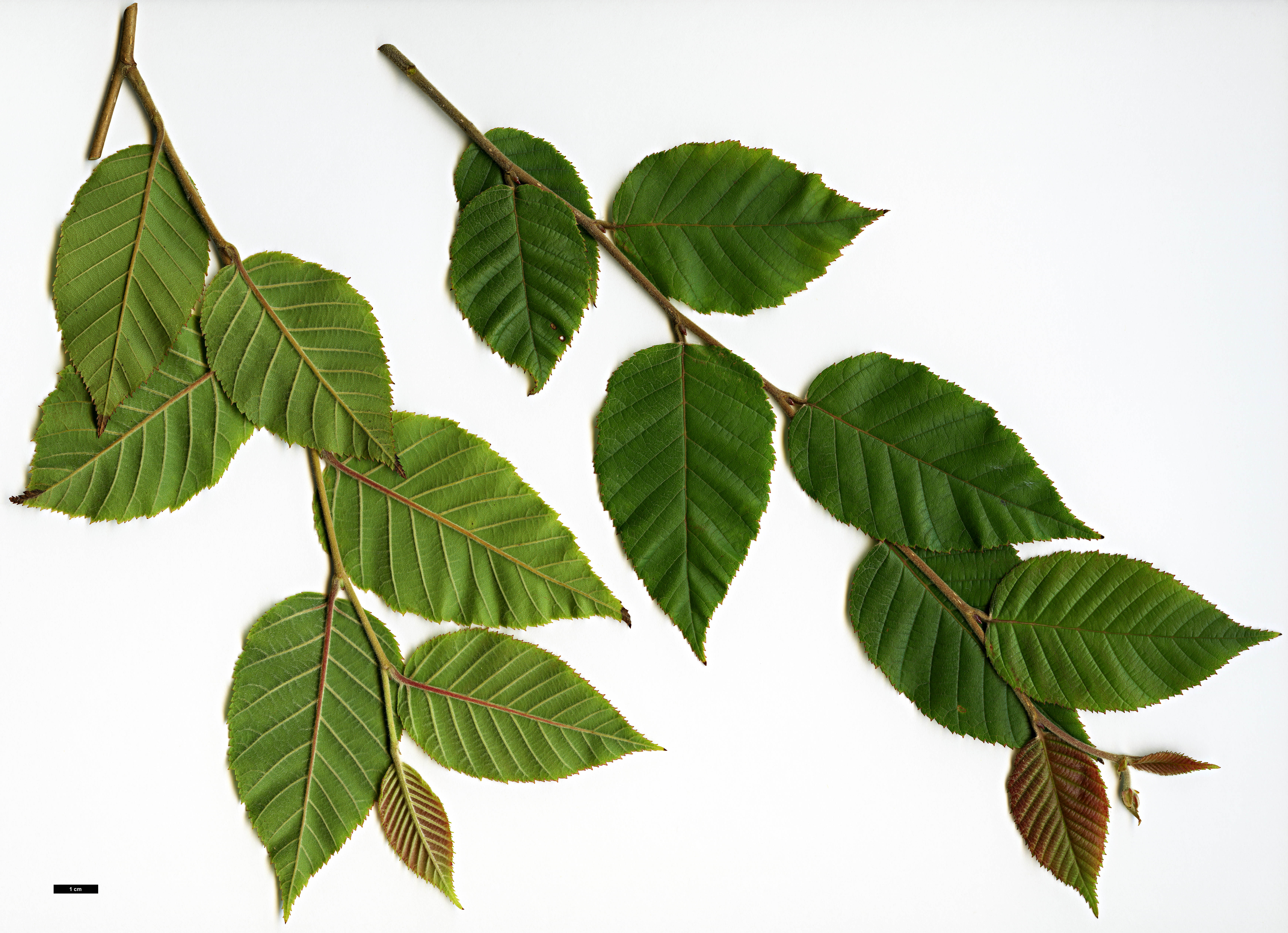 High resolution image: Family: Betulaceae - Genus: Betula - Taxon: cylindrostachya