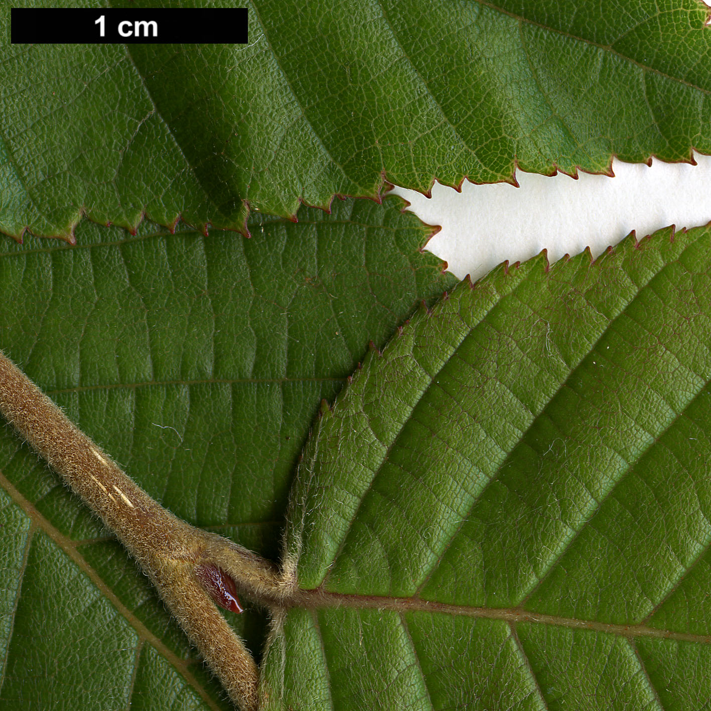 High resolution image: Family: Betulaceae - Genus: Betula - Taxon: cylindrostachya