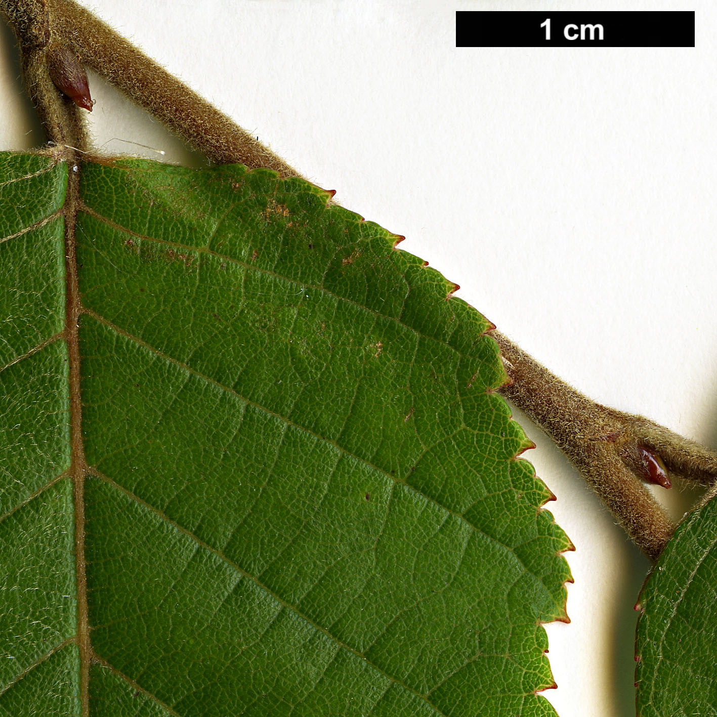 High resolution image: Family: Betulaceae - Genus: Betula - Taxon: cylindrostachya