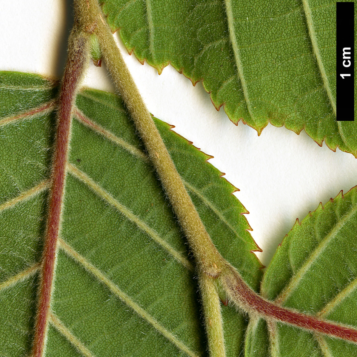 High resolution image: Family: Betulaceae - Genus: Betula - Taxon: cylindrostachya