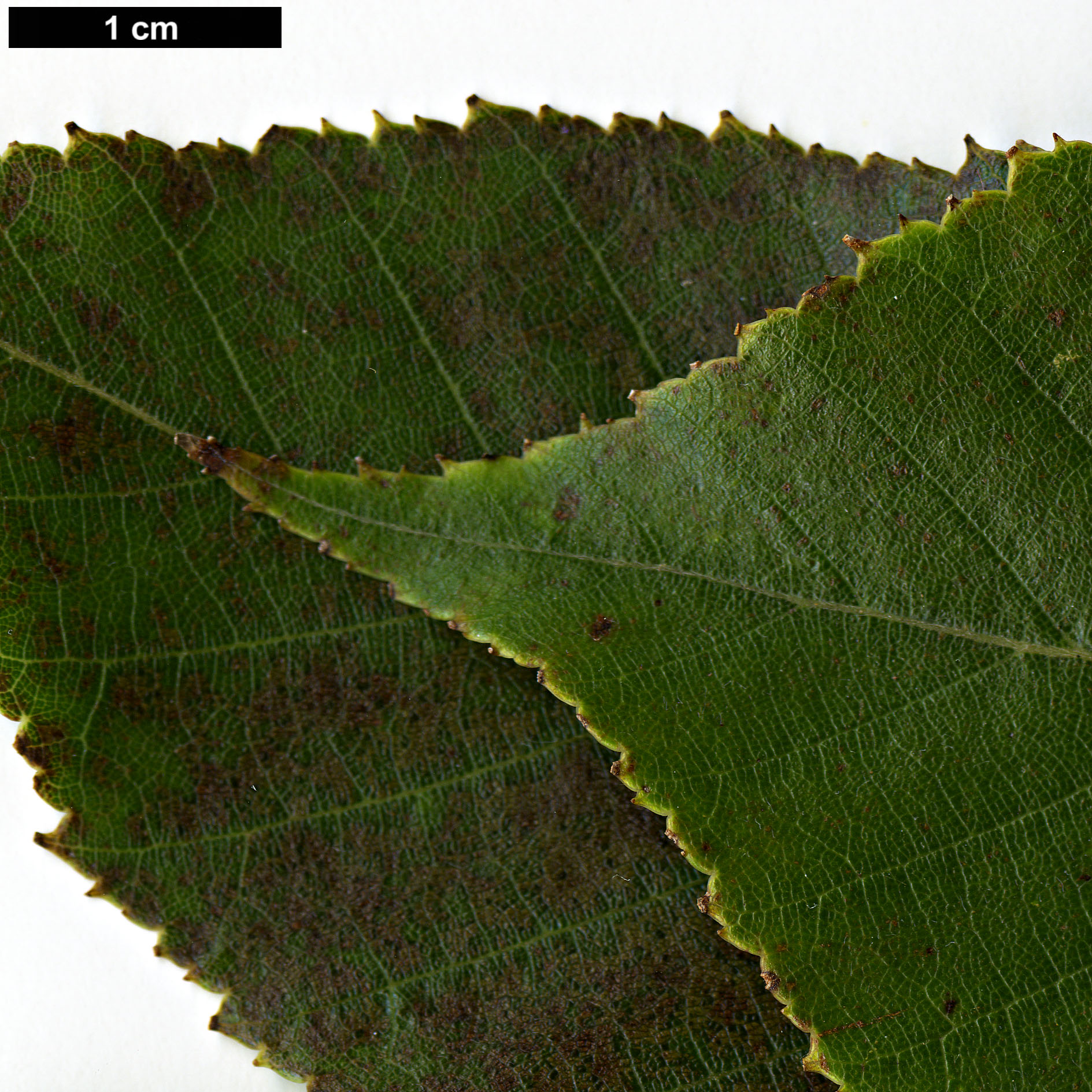 High resolution image: Family: Betulaceae - Genus: Betula - Taxon: cylindrostachya