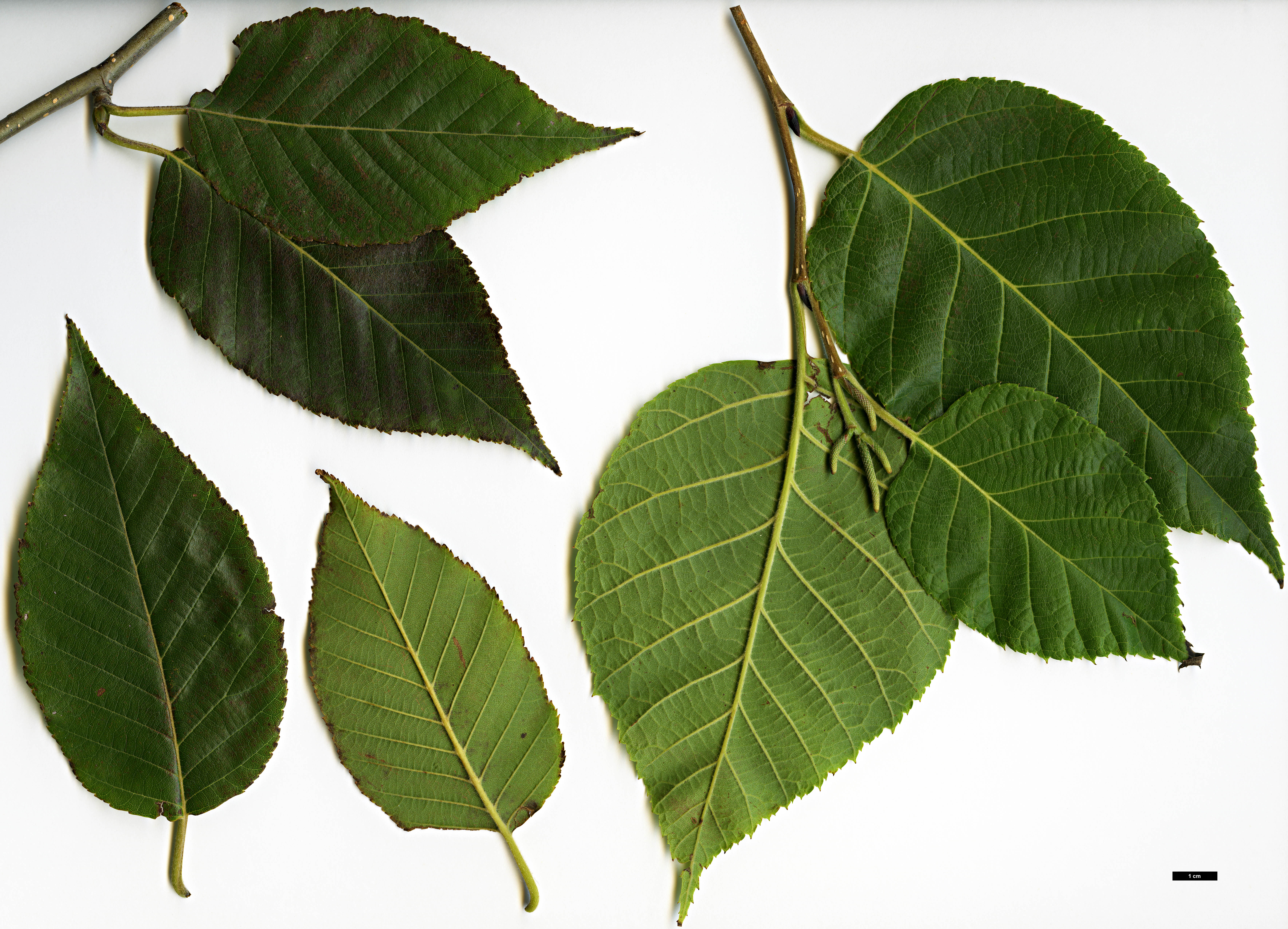 High resolution image: Family: Betulaceae - Genus: Betula - Taxon: cylindrostachya