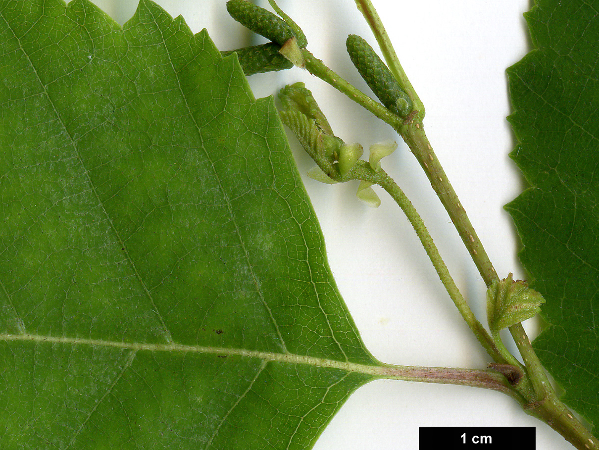 High resolution image: Family: Betulaceae - Genus: Betula - Taxon: dahurica