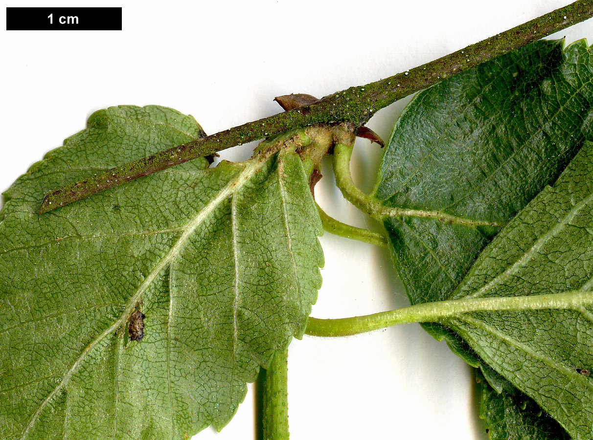 High resolution image: Family: Betulaceae - Genus: Betula - Taxon: dahurica