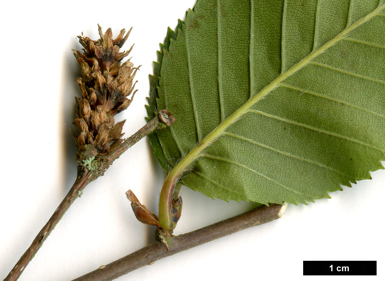 High resolution image: Family: Betulaceae - Genus: Betula - Taxon: delavayi