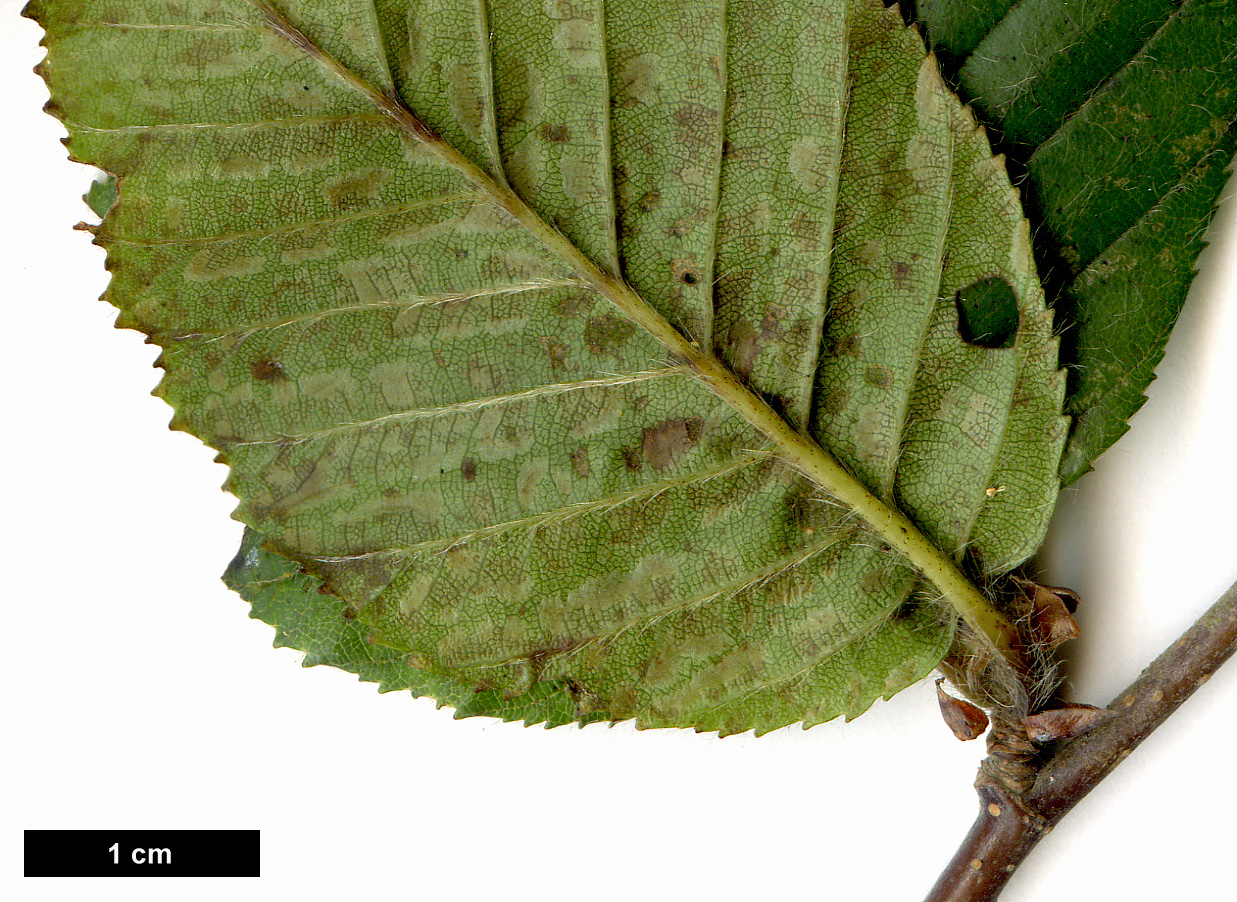 High resolution image: Family: Betulaceae - Genus: Betula - Taxon: delavayi