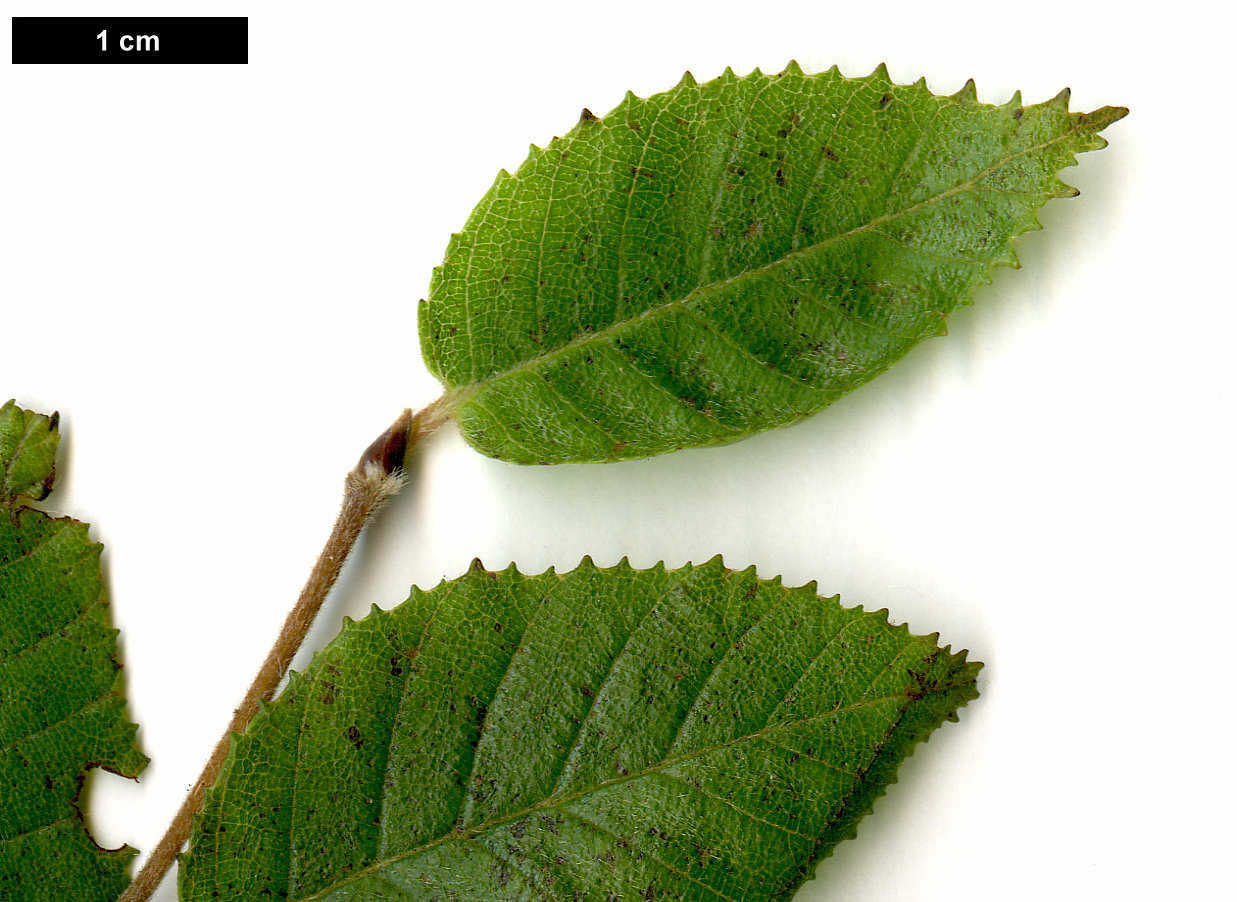 High resolution image: Family: Betulaceae - Genus: Betula - Taxon: delavayi